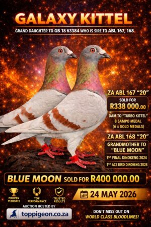 UPCOMING AUCTION - GALAXY KITTEL - FROM 21 MAY TO SUNDAY 24 MAY 2026 (ENDING FROM 14:30)