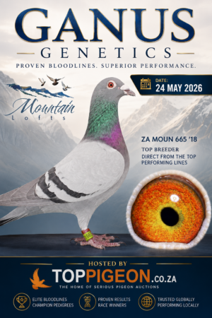 UPCOMING AUCTION - GANUS GENETICS- FROM 21 MAY TO SUNDAY 24 MAY 2026 (ENDING FROM 15:30)