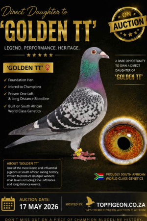 ACTIVE AUCTION - DIRECT DAUGHTER "GOLDEN TT" - FROM 15 MAY TO SUNDAY 17 MAY 2026 (ENDING 14:15)