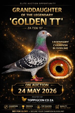 UPCOMING AUCTION - GRANDCHILD GOLDEN TT - FROM 21 MAY TO SUNDAY 24 MAY 2026 (ENDING FROM 15:40)