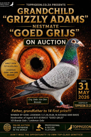 ACTIVE AUCTION - GRANDCHILD GRIZZLY ADAMS - FROM 26 MAY TO SUNDAY 31 MAY 2026 (ENDING 14:10)