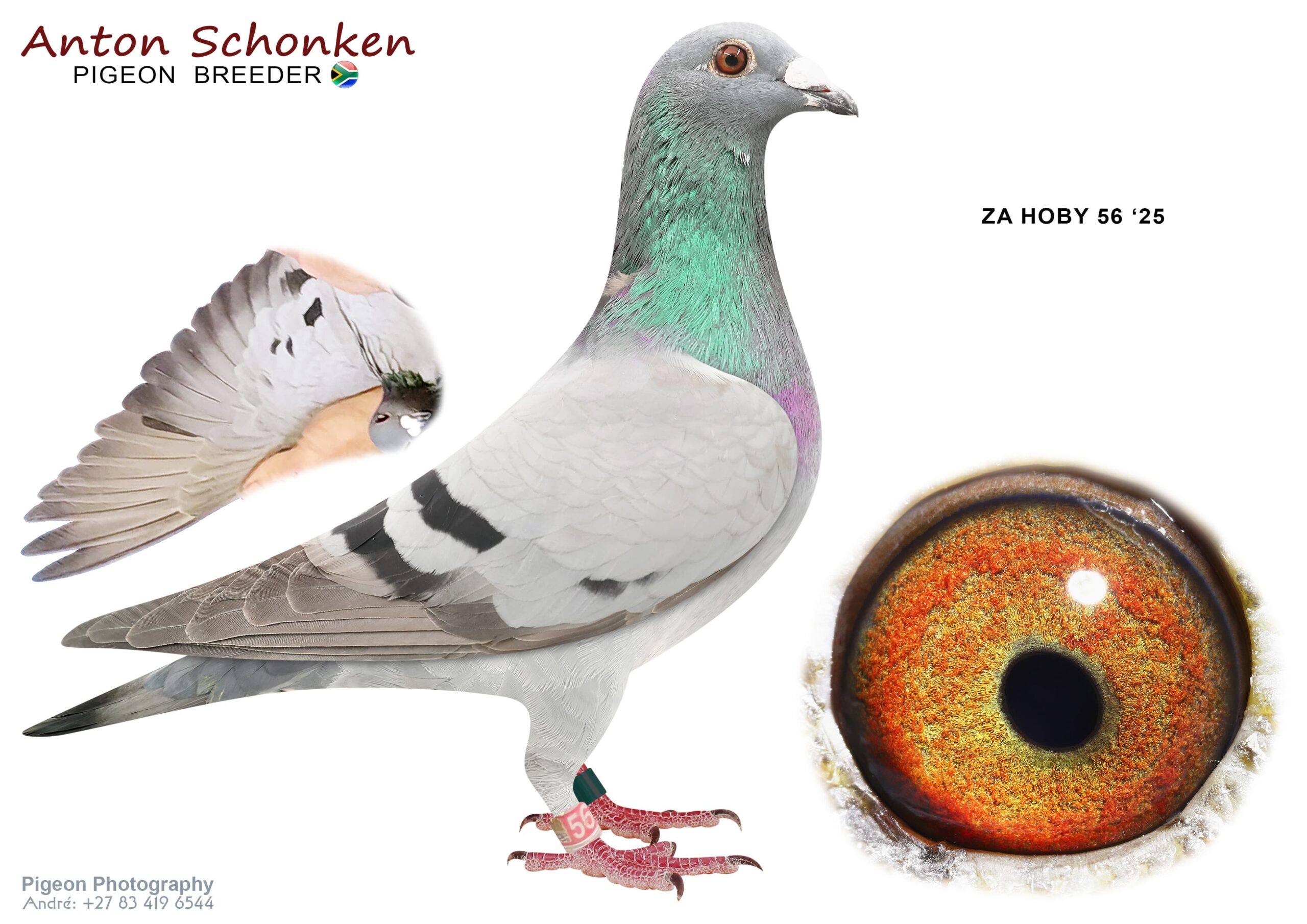 .LOT 3 SCHONKEN PIGEONS – ZA 21 HOBY 056 -Great handler and Breeder. Great genetics. For the hard races. He breeds hard race babies with success. Red Rose is from bred from Ace Pigeons see pedigree. She also loves breedin 11 flights. A real Champion Pigeon————-SIRE:2492 ZA 20 CYRL .Alias “Laureaat 2492” Strain: Gyselbreght/Aelbrecht Color: Blue Bar.————DAM:1531969 NL 19 .Alias “Inbred Red Rose” Strain: Verweij De Haan Color: Blue Bar 4 Top European Grandparents Red Rose: Ace Perpignan ZLU 2014 – 2016 2nd Eur Ace Pau 2015 – 2016 Robben 1st Int Ace Pau 2017 – 2018 1st Nat Ace Pau 2017 – 2018 Milos : Superbreeder father/Grandfather of : 1st Nat St Vince , 2nd Nat Narbonne , 2nd Nat Tarbes , 4th Nat Agen , 4th Nat St Vincent Breeder of ZA21HOBY100. Victoria Falls 2021 Knockout in Final Race.SEE PEDIGREE!!!!