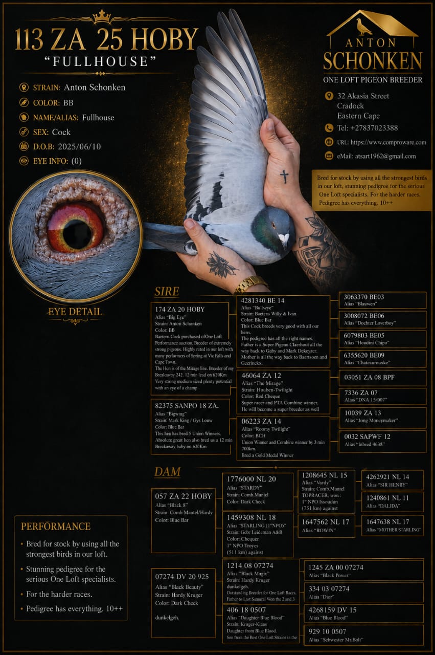 .LOT 3 SCHONKEN PIGEONS – ZA 25 HOBY 113 -Bred for stock by using all the strongest birds in our loft, stunning pedigree for the serious One Loft specialists. For the harder races. Pedigree has everything. 10++————SIRE:174 ZA 20 HOBY .Alias “Big Eye ” Strain: Anton Schonken Color: BB Baetens Cock purchased off One Loft Performance auction. Breeder of extremely strong pigeons. Highly rated in our loft with many performers offspring at Vic Falls and Cape Town. The Hen is off the Mirage line. Breeder of my Breakaway 242, 12 min lead on 620Km Very strong medium sized plenty potential with an eye of a champ.————-DAM:057 ZA 22 HOBY .Alias “Black 8” Strain: Comb Mantel/Hardy Color: Blue Bar.SEE PEDIGREE!!!