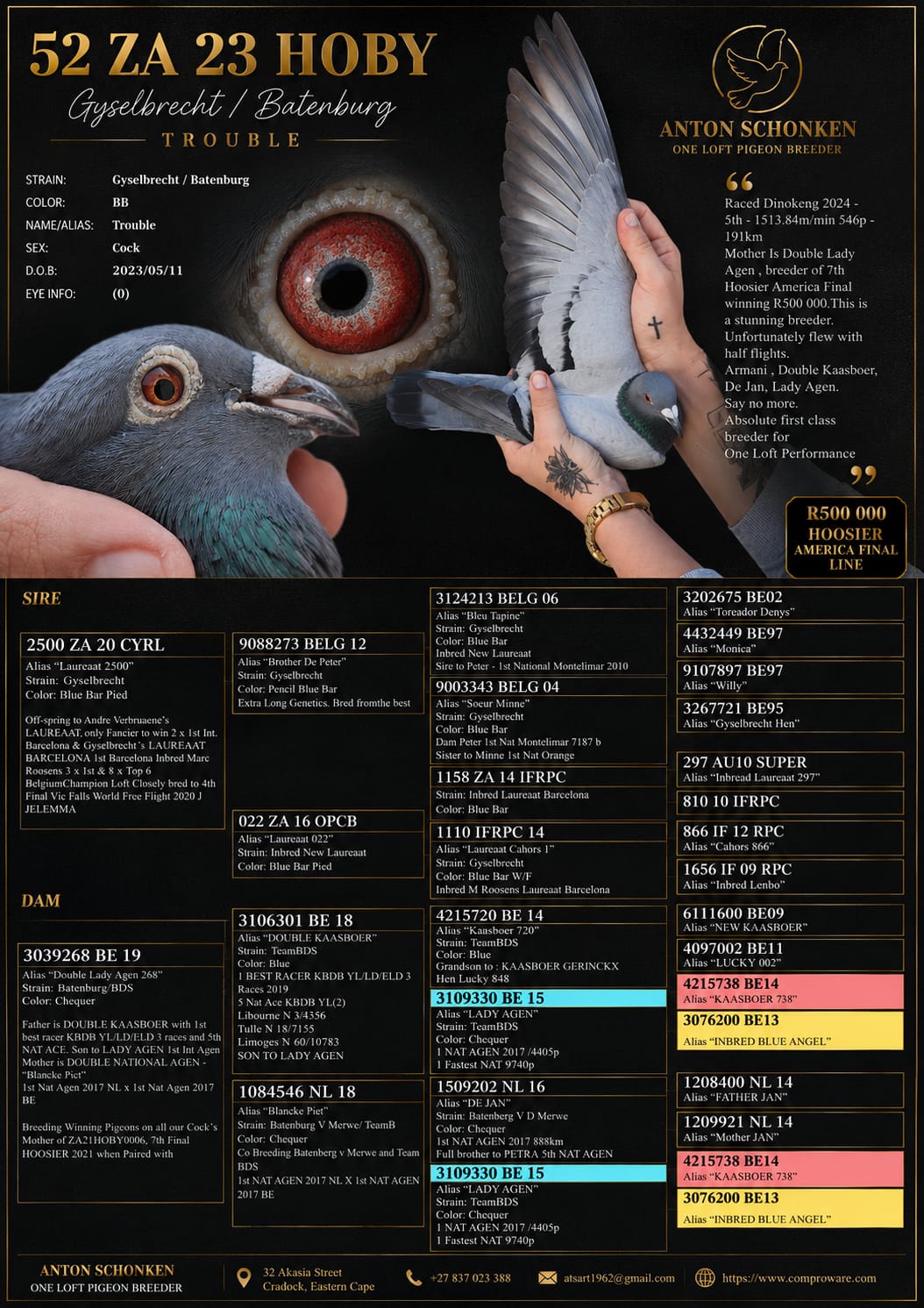 LOT 10 SCHONKEN PIGEONS – ZA 23 HOBY 52 -Raced Dinokeng 2024 – 5th – 1513.84m/min 546p – 191km Mother is Double Lady Agen , breeder of 7th Hoosier America Final winning R500 000.This is a stunning breeder. Unfortunately flew with half flights. Armani , Double Kaasboer, De Jan, Lady Agen. Say no more. Absolute first class breeder for One Loft Performance——-SIRE:2500 ZA 20 CYRL.Alias “Laureaat 2500” Strain: Gyselbrecht Color: Blue Bar Pied Off-spring to Andre Verbruaene’s LAUREAAT, only Fancier to win 2 x 1st Int. Barcelona & Gyselbrecht’s LAUREAAT BARCELONA 1st Barcelona Inbed Marc Roosens 3 x 1st & 8 x Top 6 BelgiumChampion Loft! Closely bred to 4th Final Vic Falls World Free Flight 2020 J JELEMMA————-DAM: 3039268 BE 19.Alias “Double Lady Agen 268” Strain: Batenburg/BDS Color: Chequer Father is DOUBLE KAASBOER with 1st best racer KBDB YL/LD/ELD 3 races and 5th NAT ACE. Son to LADY AGEN 1st Int Agen Mother is DOUBLE NATIONAL AGEN – “Blancke Piet” 1st Nat Agen 2017 NL x 1st Nat Agen 2017 BE Breeding Winning Pigeons on all our Cock’s Mother of ZA21HOBY0006, 7th Final HOOSIER 2021.SEE PEDIGREE!!