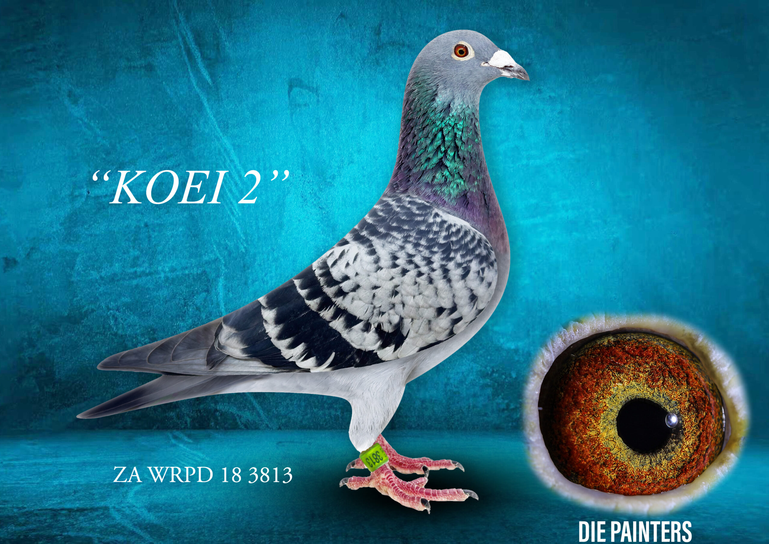 .LOT 1 DIE PAINTERS -ZA 18 WRPD 3813 – “KOEI 2” Hen Painter Putterie CH This hen is the only double granddaughter of the famous “BLUE MAESTRO”. “BLUE MAESTRO” must rank as one of the most dominant breeders of future stock in recent history. Amongst his direct children are our most prepotent breeders such as: * “MIRACLE BREEDER “BLUE WHIP” * “GOLDEN EYE HEN” * “SPRINGBOK” * “ELUSIVE” Amongst the progeny of these pigeons are 3 Sanpo Gold Medal Winners, 5 individual 1st Ace Pigeons at Union/ Combine Level, at least 300 winners and more than 50 breeders of winners. This is the blood that produced two premier OLR winners – The Sun City Winner in 2001 and the Afrikapro Winner in 2025. There are 3 daughters out of “KOEI 2” that are producing winners for us.SEE PEDIGREE!!!