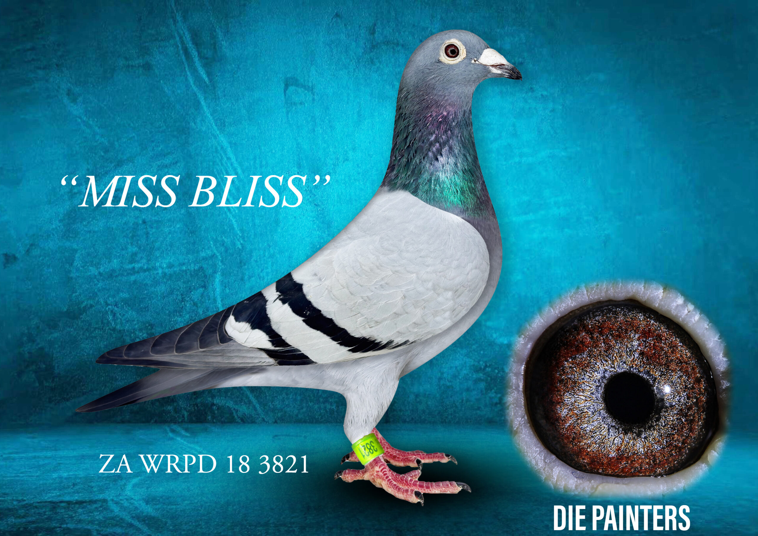 .LOT 2 DIE PAINTERS – ZA 18 WRPD 3821 – “MISS BLISS” Hen Painter BB One of our superstars that made us Union Champions in 2019. This hen won the Union and scored in the top 3 at Union level on 3 occasions. She was at her best when the wind was from the front and the velocity under 1200mpm. She is real class and she proved that she was an even better breeder than a racer. She bred us 4 winners of which two are Union winner (one is a Combine Winner) He daughter 104/21 is a Combine Winner and scored 1st, 3rd, 4th, 5th, 8th at Union Level vs an average of a 1000 pigeons.SEE PEDIGREE!!!