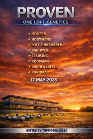 ACTIVE AUCTION - PROVEN ONE LOFT GENETICS - FROM 14 MAY TO SUNDAY 17 MAY 2026 (ENDING FROM 14:40)