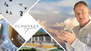 UPCOMING AUCTION - SCHONKEN PIGEONS