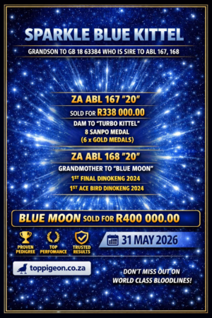 UPCOMING AUCTION - SPARKLE BLUE KITTEL