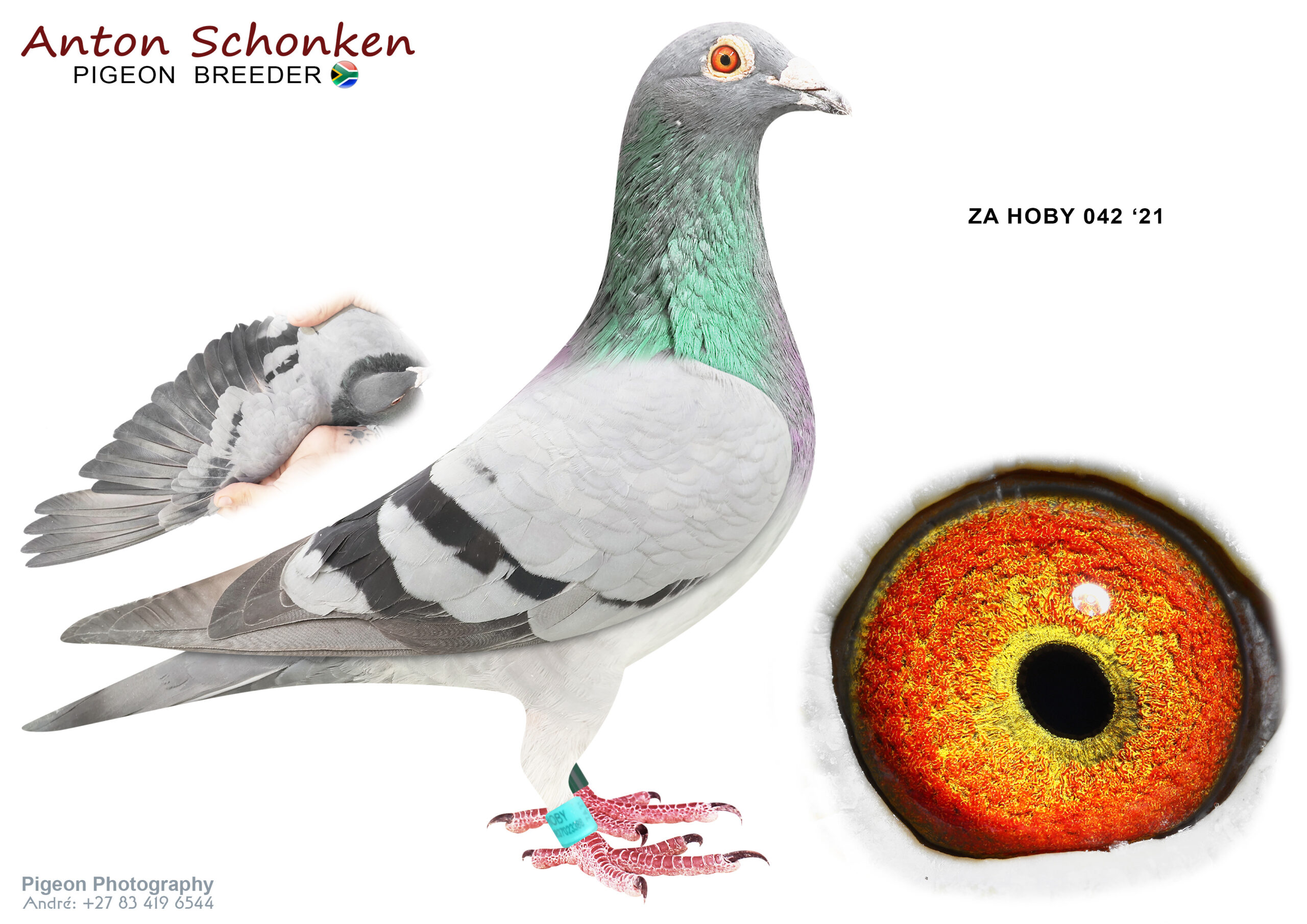 .LOT 2 SCHONKEN PIGEONS – ZA 21 HOBY 042 -Andreas breeder of Ace Pigeons Cape Town, Cradock. See pedigree. Stunning solid pigeon. 10++ Absolute solid breeder. Speed speed speed With Kaasboer endurance embedded in pedigree ————SIRE:03391 19 225.Alias “Andreas” Strain: Andreas Moller Color: Blue Check Finalist Cape Town One Loft 25 – 01 – 2020 – 470km 4 th PLACE FINAL !!!!!!!!, only after another Andreas Moller pigeon 3rd 1499.21 m/m / 44 th ACE – BREEDER AND CHAMP – SIRE OF ACE PIGEON ZA22HOBY069 – 2022/2023 CAPE TOWN OLR !!!!!————DAM: 3039183 BE 19Strain: Team BDS Color: Blue Bar From Ocean Prince , 3 x Nat Top 100 LD X Bliksem 032, 7th Prov Ace KBDB YL & 5,9,9, etc… Prov winner.SEE PEDIGREE!!!