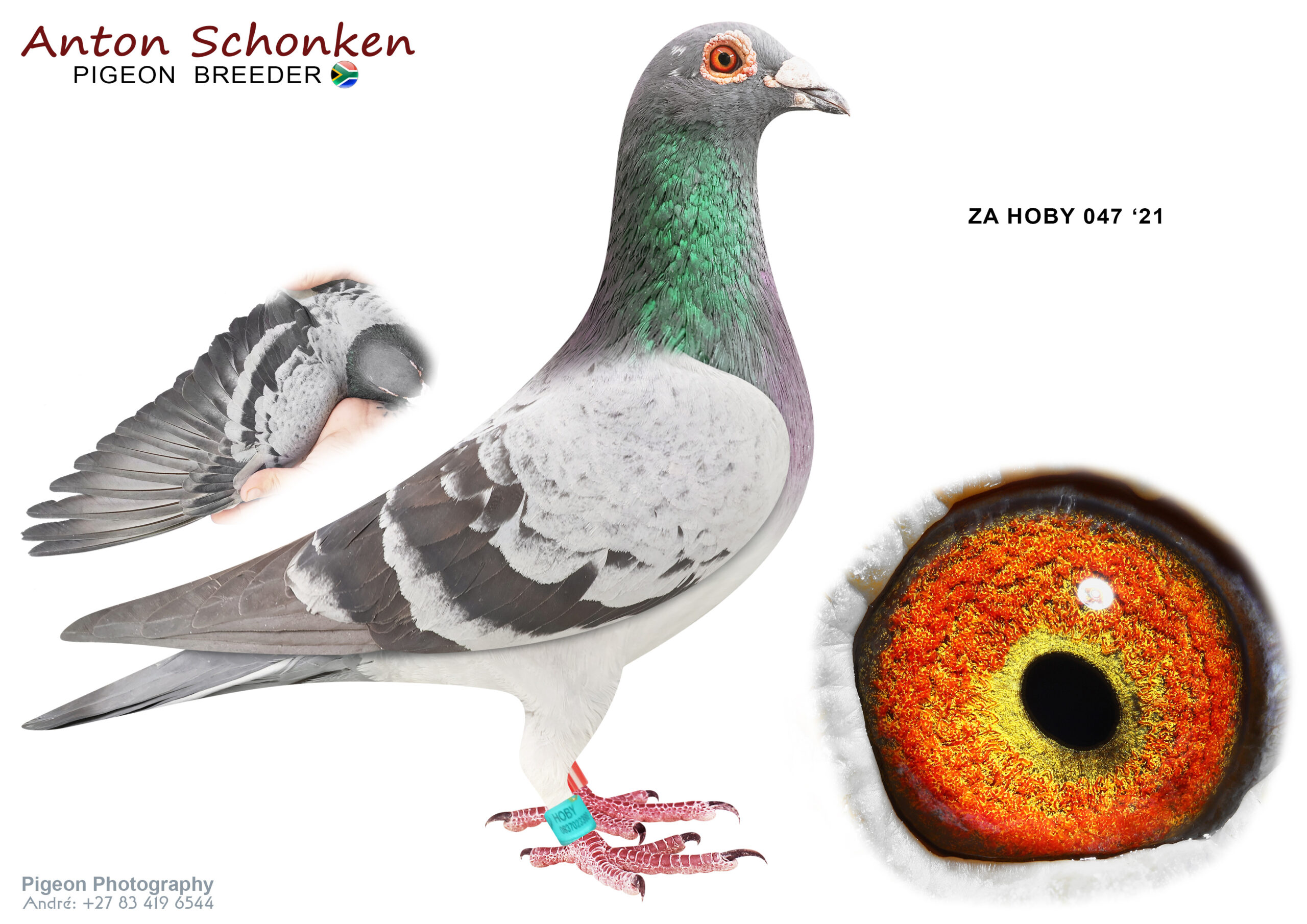 .LOT 6 SCHONKEN PIGEONS – ZA 21 HOBY 047 -A stunning breeder from winner bloodlines. Proven babies and embedded in our loft. Serious racers will love this bird. See pedigree… Pata Pata is probably the fastest pigeon in our loft ———SIRE:04713 DV 19 692.Alias “African Roulette” Strain: Mandelartz/Zyta/Andre Color: Chequer Purchased from CapeTown One Loft Race 2020 25th Final.———–DAM: 04713 18 856 .Alias “Pata Pata” Strain: ANDRE-ZYTA Color: Blue Bar THIS HEN IS AN ABSOLUTE STAR. SHE COMPETED IN VICTORIA FALLS OLR 2019. FINISHED EVERY RACE. 3rd ACE PIGEON, 6th OVERALL BEST, 12 th FINAL. WITH 2 DIFFERENT COCKS AND ALWAYS STUNNING.SEE PEDIGREE!!!