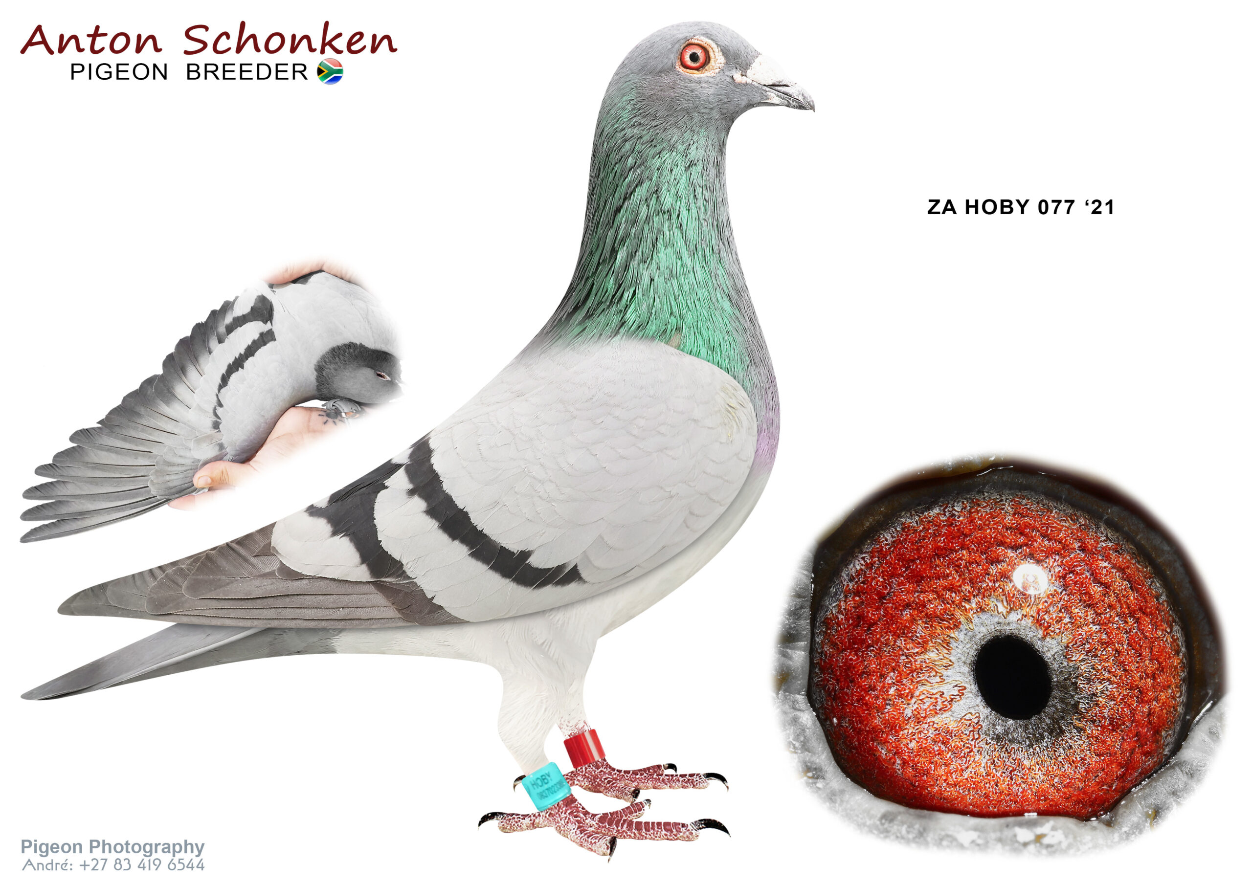 .LOT 4 SCHONKEN PIGEONS – ZA 21 HOBY 077 -100% Andreas Moller African Roulette raced at Cape Town Summer. All results available online. Strong stunning pigeon. Pata Pata Vic Falls top pigeon breeds speedsters. Embedded in our loft. Something Spcial for the serious Racers.10+ Smaller Compact Pigeon———–SIRE:04713 DV 19 692.Alias “African Roulette” Strain: Mandelartz/Zyta/Andre Color: Chequer Purchased from CapeTown One Loft Race 2020 25th Final.———–DAM: 04713 18 856 .Alias “Pata Pata” Strain: ANDRE-ZYTA Color: Blue Bar THIS HEN IS AN ABSOLUTE STAR. SHE COMPETED IN VICTORIA FALLS OLR 2019. FINISHED EVERY RACE. 3rd ACE PIGEON, 6th OVERALL BEST, 12 th FINAL. WITH 2 DIFFERENT COCKS AND ALWAYS STUNNING.SEE PEDIGREE!!!