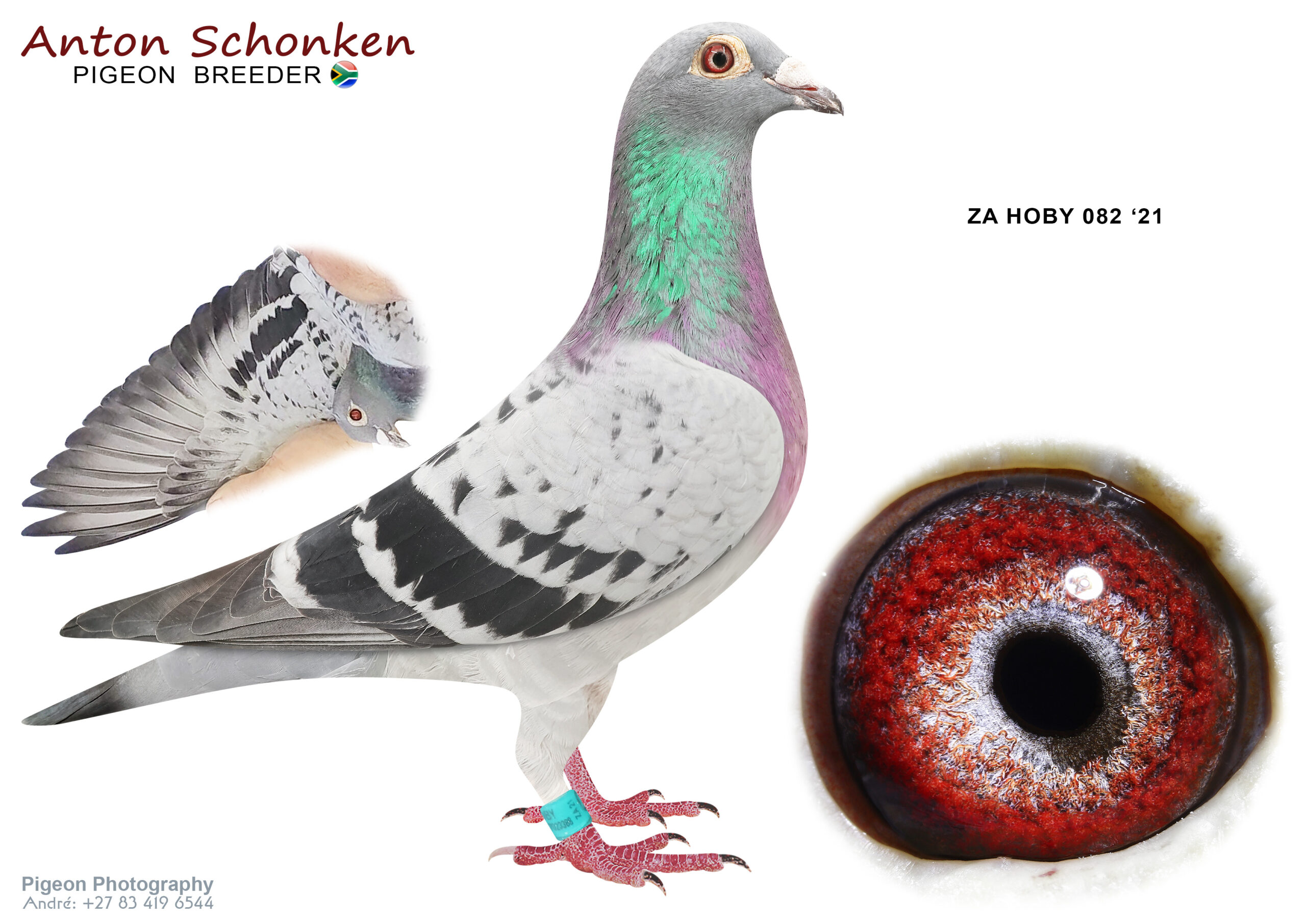 LOT 13 SCHONKEN PIGEONS – ZA 21 HOBY 082 -Breeder from the best available genetics. For the serious Breeders. A super bird. Dam, D/Lady Agen breeder of 7th place Hoosier One Loft Race , winning R500 000 Sire is from Ornat x Soraia. Best of the best Ganus, named by Mr Ganus as Favourite Son of Ornat and Soraia.Best we have—————SIRE:498 18 GFL.Alias “Favourite Son ” Strain: GANUS Color: Blue Bar Fantastic Breeder for OLR. Named by Ganus himself as : Son of Ornat & Soraia .—————–DAM:3039268 BE 19.Alias “Double Lady Agen 268” Strain: Batenburg/BDS Color: Chequer Father is DOUBLE KAASBOER with 1st best racer KBDB YL/LD/ELD 3 races and 5th NAT ACE. Son to LADY AGEN 1st Int Agen Mother is DOUBLE NATIONAL AGEN – “Blancke Piet” 1st Nat Agen 2017 NL x 1st Nat Agen 2017 BE Breeding Winning Pigeons on all our Cock’s Mother of ZA21HOBY0006, 7th Final HOOSIER 2021.SEE PEDIGREE!!