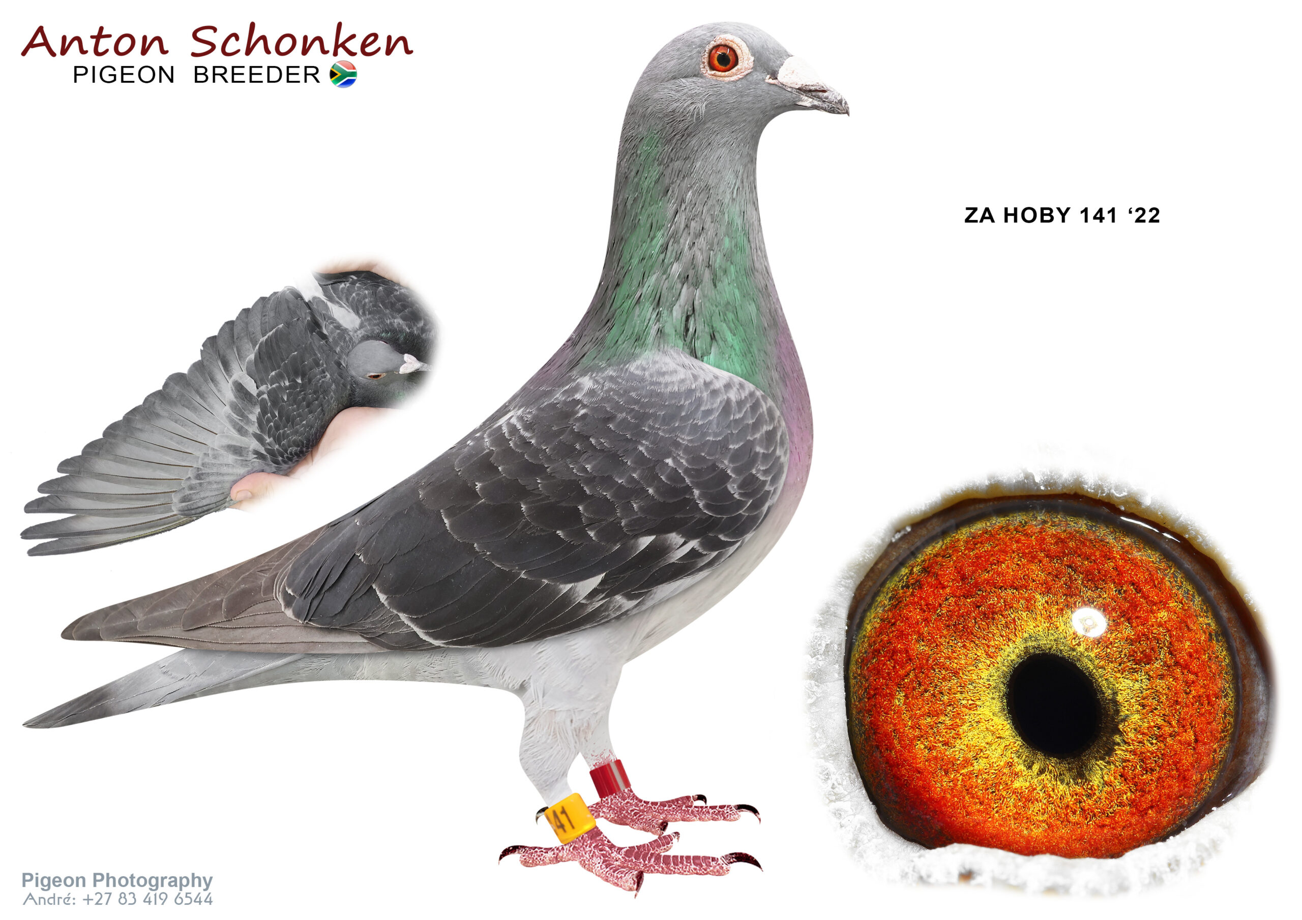 LOT 17 SCHONKEN PIGEONS – ZA 22 HOBY 141 -Pedigree says it all. Great genetics in a stunning pigeon. See pedigree. Many babies of Giant Boy have raced at Vic Falls for me with success. Even now 2026 also. Very strong. Add Llyod, New Laureaat, Black Pearl, Mr Sun City, Blue Power, jip, then you have it all in one. Stunning Breeder with the best imported bloodlines imaginable————-SIRE:07274 20 484 .Alias “Gaint Boy” Strain: Hardy Kruger Color: Blau From the best of Hans-Paul Eßer, Alfons Klaas, Hardy Kruger & Rudi Heinen.————DAM:1480200 20 NL.Alias “Triple Barcelona” Strain: Batenburg / Jellemma Color: Dark Check White Flt Kras bont.SEE PEDIGREE!!!