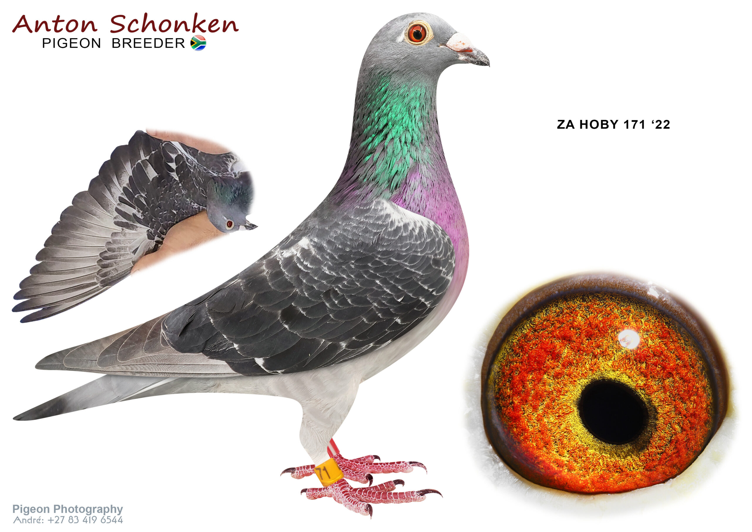 LOT 12 SCHONKEN PIGEONS – ZA 22 HOBY 171 -100% Pure Hardy Kruger fantastic Hen. Top breeder and handler and best genetics for One Loft Racers ever. 10+—————-SIRE:07274 DV 19 970.Alias “Michelangelo” Strain: Hardy Kruger Color: Blue Bar Sire of ZA21HOBY0006, 7th place Hoosier 2021 when Paired with Double Ldy Agen BE3039268-19 (Team BDS) Also produced nestmate ZA21HOBY0005, stunning results even better than nestmate, finishing HOOSIER with stunning race results, unfortunately Hawk attacked on Final race returning only later.Nestmate won 20000 Dollar and sold for 5400 Dollar. Both pigeons results available on HOOSIER 2021 .—————DAM:07274 DV 20 925.Alias “Black Beauty” Strain: HardyKruger Color: Dark Check.SEE PEDIGREE!!