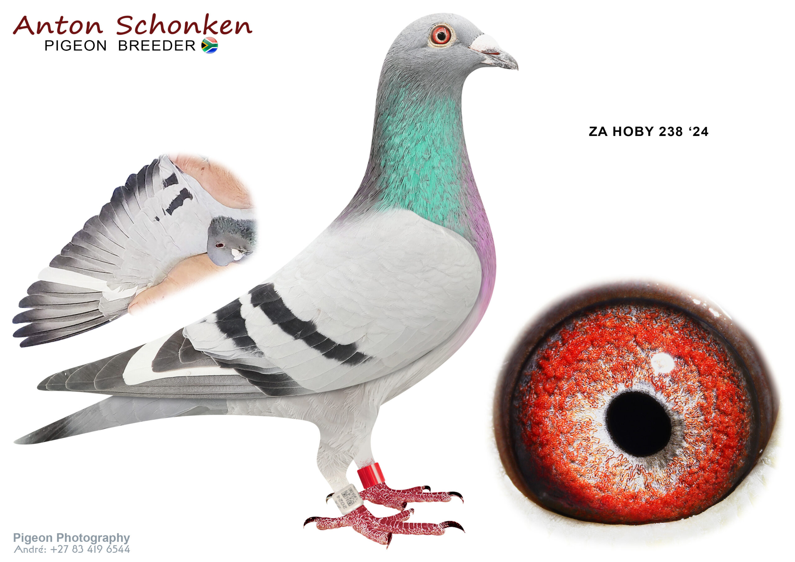 .LOT 9 SCHONKEN PIGEONS – ZA 24 HOBY 238 -Bred for Stock. Never used, ready to produce the best speed and endurance. Absolute Gem. 10+ Ornat, Soraia, Double Kaasboer, Selleke. The best of them all———–SIRE:498 18 GFL.Alias “Favourite Son ” Strain: GANUS Color: Blue Bar Fantastic Breeder for OLR. Named by Ganus himself as : Son of Ornat & Soraia .—————–DAM:3099225 BE 21 .Alias “H.S Maxima 225” Strain: Team BDS Color: Blue Wf MAXIMA BEST YL PIPA-RANKINGS 5/6/7 Races GMD 2022.SEE PEDIGREE!!!