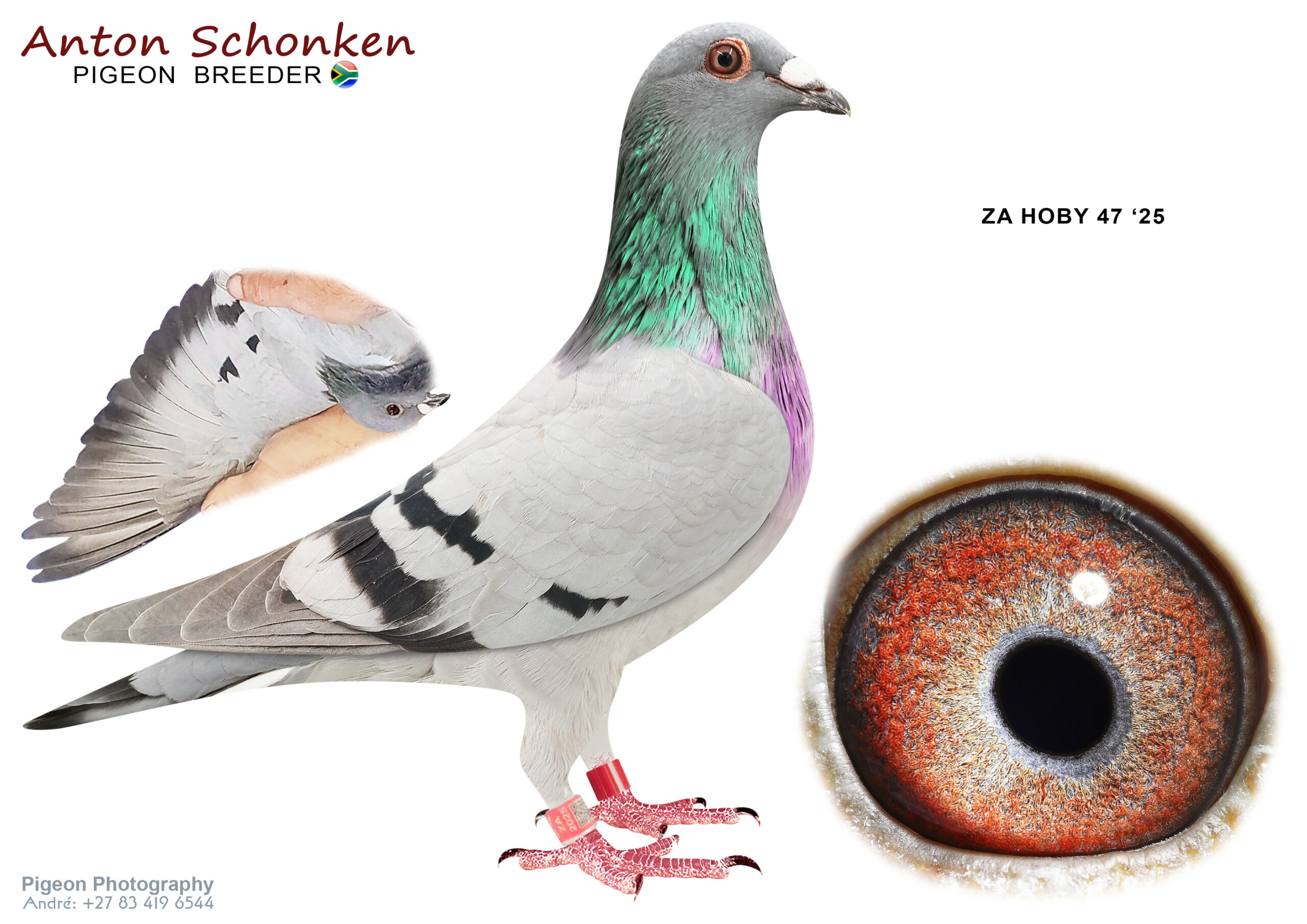 LOT 15 SCHONKEN PIGEONS – ZA 25 HOBY 47 -Giant Boy on Pata Pata has produced many great racers for us. Bred for breeding fast long distance Racing. Take a good look. Bliksem is a famous Gaby pigeon known for hard races. Pata Pata is a sibling of 5 Ace Pigeons in 3 years worldwide. Just a 10++ Pigeon. Serious breeders choice. This is the star of the sale. Serious racers only… Bred for stock. The only one on offer.————SIRE:170 ZA 22 HOBY .Alias “Gaint Pata ” Strain: Hardy/Zyta Color: BB SUPERBREEDER.————-DAM:047 ZA 22 HOBY.Alias “Awesome” Strain: Gaby/Team BDS Color: BB.SEE PEDIGREE!!!