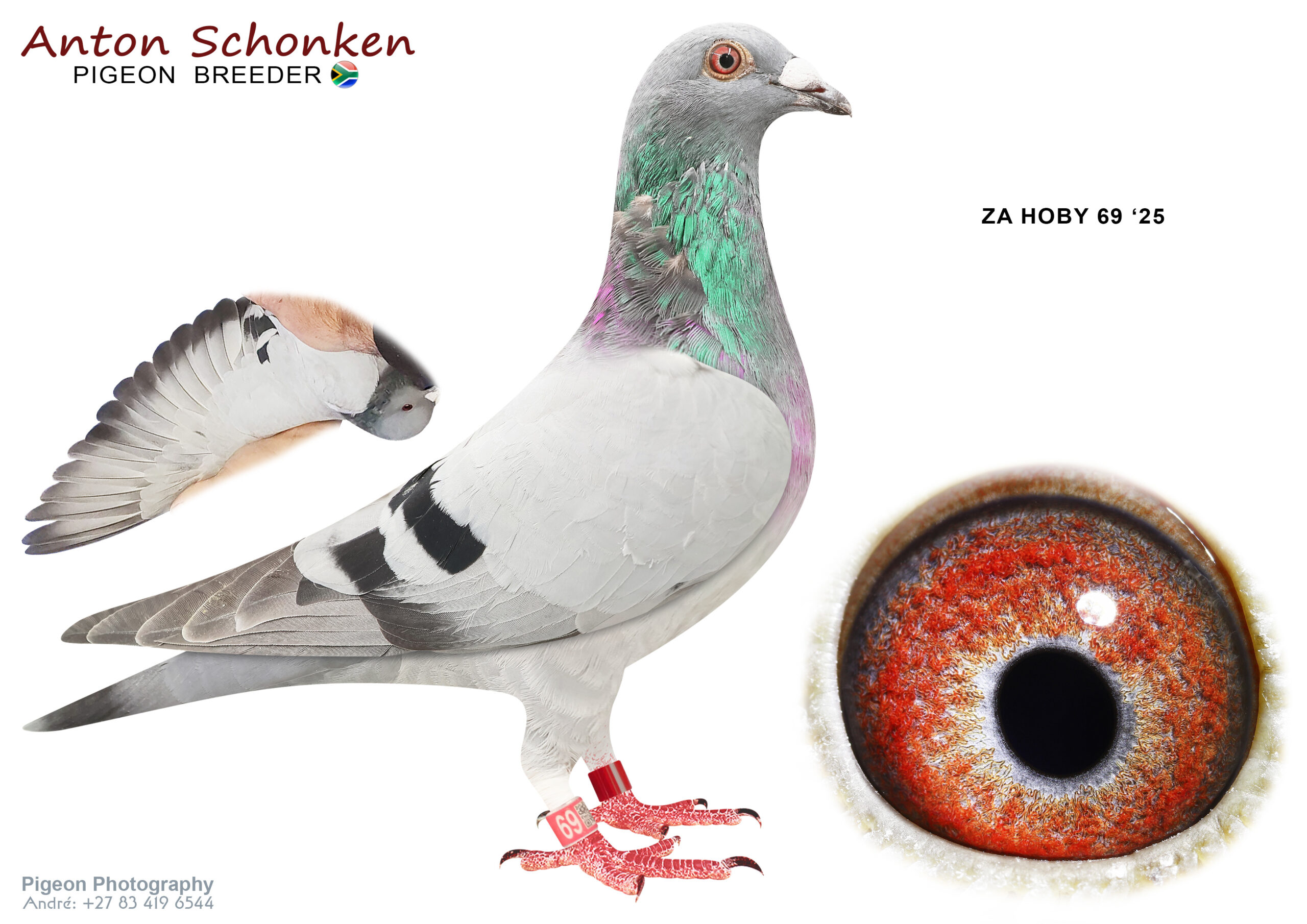 LOT 16 SCHONKEN PIGEONS – ZA 25 HOBY 69 -Bred for Breeding purposes from Extreme long distance Lady Agen and specifically concentrated on Barcelona winners. Looks like a Cock Breeding pigeon. No doubt this will bring hard racing rezults to any loft————SIRE:52 ZA 23 HOBY.Alias “Trouble” Strain: Gyselbrecht / Batenburg Color: BB Raced Dinokeng 2024 – 5th – 1513.84m/min 546p – 191km Mother is Double Lady Agen , breeder of 7th Hoosier America Final winning R500 000.This is a stunning breeder. Unfortunately flew with half flights. Armani , Double Kaasboer, De Jan, Lady Agen. Say no more. Absolute first class breeder for One Loft Performance.————–DAM: 2134394 BE 20.Alias “New Laureaat Llyod” Strain: Baerts Guy Color: Blue Bar Granddoughter to Llyod 1st Int Baecelona 15707p Granddoughter to New Laureaat 1st Int Barcelona 25382p Granddoughter to Britta Laureaat 1st Nat Barcelona Granddoughter to Special One 1st Barcelona 19083p.SEE PEDIGREE!!!