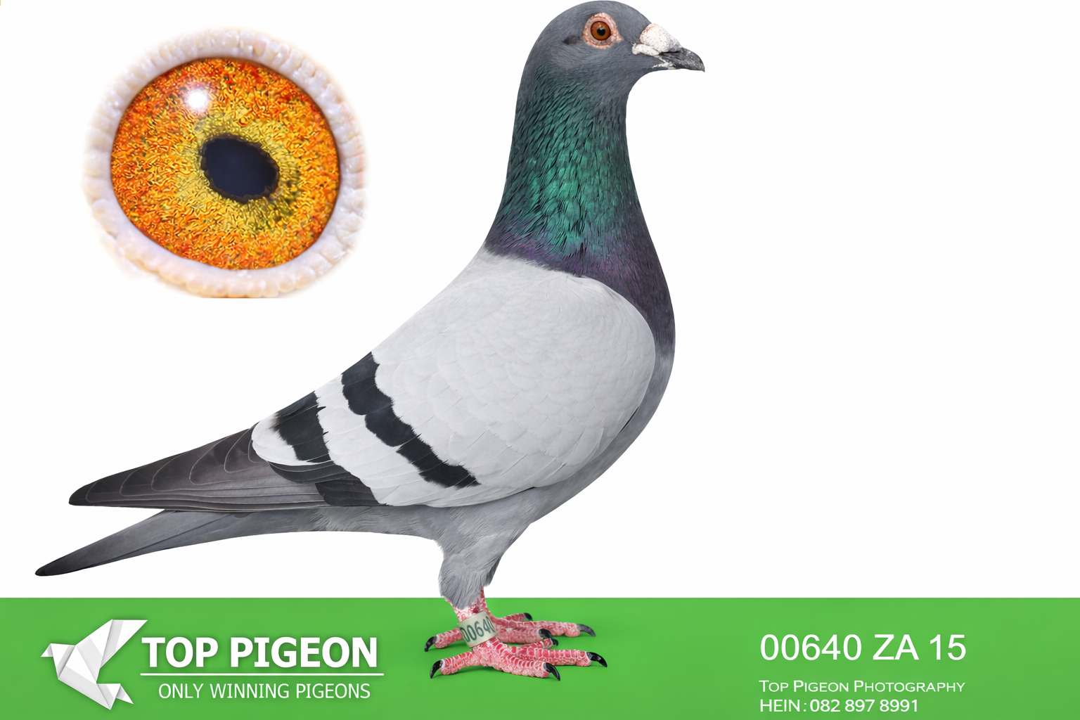 LOT 53 BOTHA LOFTS – 00640 ZA 15 -SIRE:19538 ZA 14.SCROYENS.INBRED SCHROYENS, ALMOST ALL THE SUPER SCHROYENS COCKS FEATURE IN THIS PEDIGREE: ROCKY, ZOON BAD BOY, POOTJIE, DEN AS. SIRE OF 09520 ZA 14, A SUPERIOR RACER AND BREEDER.————DAM:45565 ZA 12 GABBY HEN BB VANDANABEELE 1ST PWDU TROMPSBURG B/S 2012, WON R36,000. DAM OF ZA 09520/14, A SUPERIOR RACER, 7X TOP 22 COMBINE, AND GREAT BREEDER OF WINNERS.SEE PEDIGREE!!!