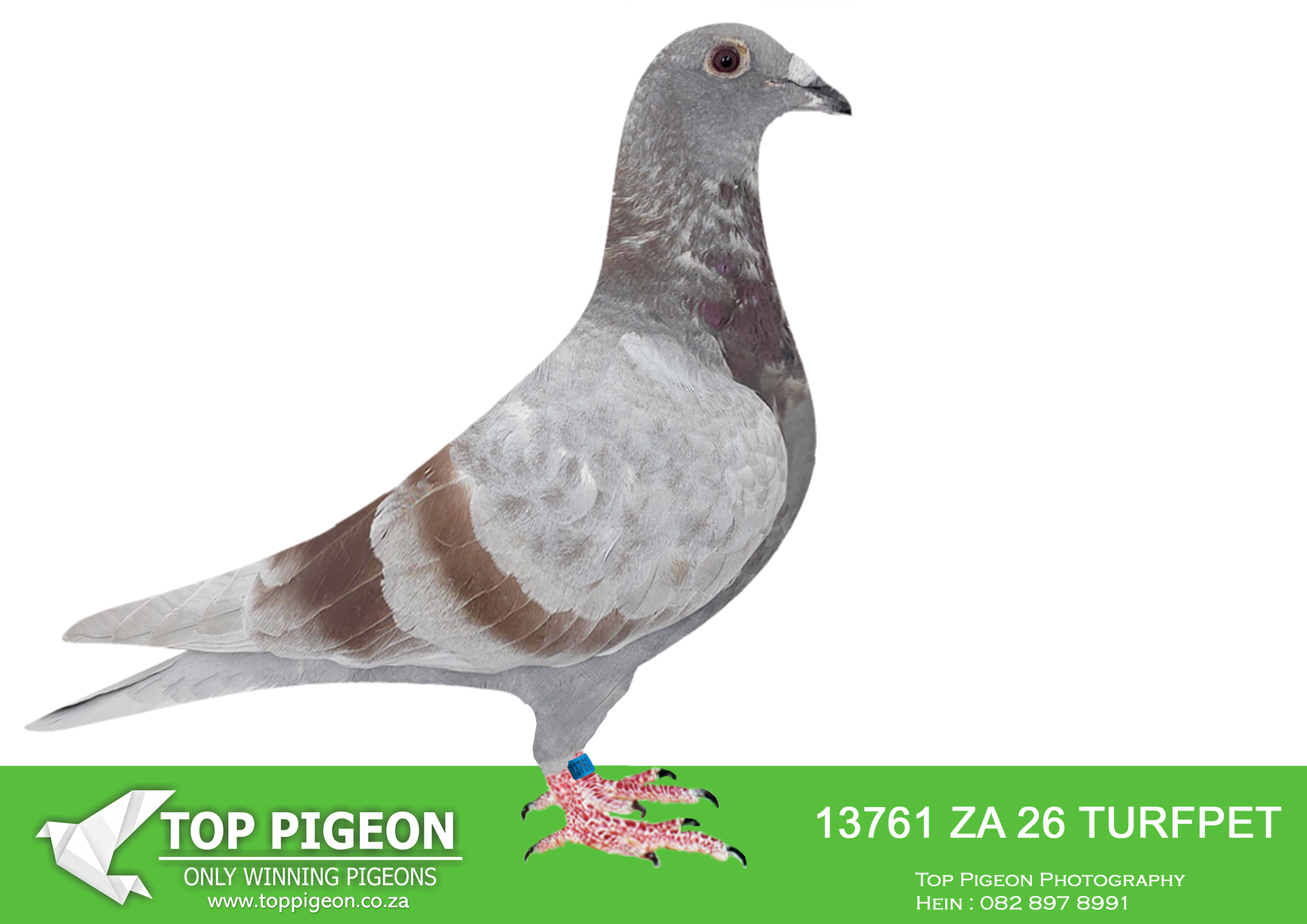 .LOT 6 MCDERMOTT LOFTS – ZA 26 TURFPET 13761 -SIRE:ZA-2023-GPU-4746 TNT Elite Centre Best Kittel Mealy A superbly bred pigeon with genetics acquired from two top lofts in South Africa: JJJ Lofts and Aces Lofts. Sire “Enzo” purchased for R53,000.00 at the Saipr One Loft Auction. His sire is a direct son of the world-famous “Best Kittel” His dam is the 7e Nat. Ace for Stefaan Lambrechts. “Best Kittel” is also her sire, and her dam is a direct daughter of “Best Kittel” =================DAM:BE-2019-4184677.”DESTINY PORSCHE”.Pipa Elite Center.Granddaughter to “Porsche 911” • 5e Nat. Ace KBDB GMD. Father to: • 1e Nat. Ace KBDB 2021. • 1e Nat. Limoges 15 565p. • 9e Nat. Ace KBDB LD. • 9e Nat. Ace KBDB LD. Grandfather to: • 1e Nat. Bourg 34 311p. • 1e Nat. Limoges 10 319p.SEE PEDIGREE!!!