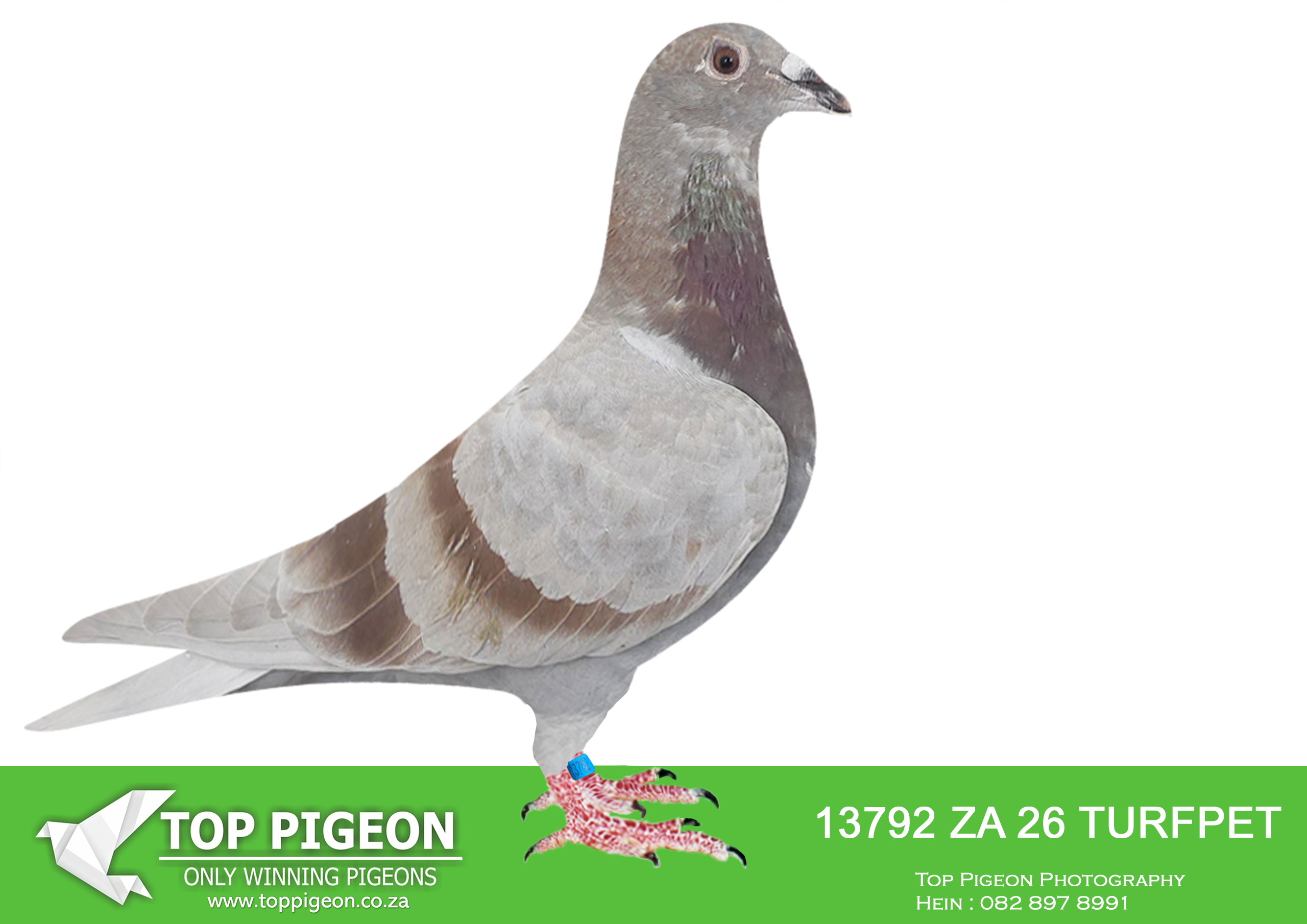 .LOT 8 MCDERMOTT LOFTS – ZA 26 TURFPET 13792 -SIRE:ZA-2023-GPU-4746 TNT Elite Centre Best Kittel Mealy A superbly bred pigeon with genetics acquired from two top lofts in South Africa: JJJ Lofts and Aces Lofts. Sire “Enzo” purchased for R53,000.00 at the Saipr One Loft Auction. His sire is a direct son of the world-famous “Best Kittel” His dam is the 7e Nat. Ace for Stefaan Lambrechts. “Best Kittel” is also her sire, and her dam is a direct daughter of “Best Kittel” =================DAM:BE-2019-4184677.”DESTINY PORSCHE”.Pipa Elite Center.Granddaughter to “Porsche 911” • 5e Nat. Ace KBDB GMD. Father to: • 1e Nat. Ace KBDB 2021. • 1e Nat. Limoges 15 565p. • 9e Nat. Ace KBDB LD. • 9e Nat. Ace KBDB LD. Grandfather to: • 1e Nat. Bourg 34 311p. • 1e Nat. Limoges 10 319p.SEE PEDIGREE!!!