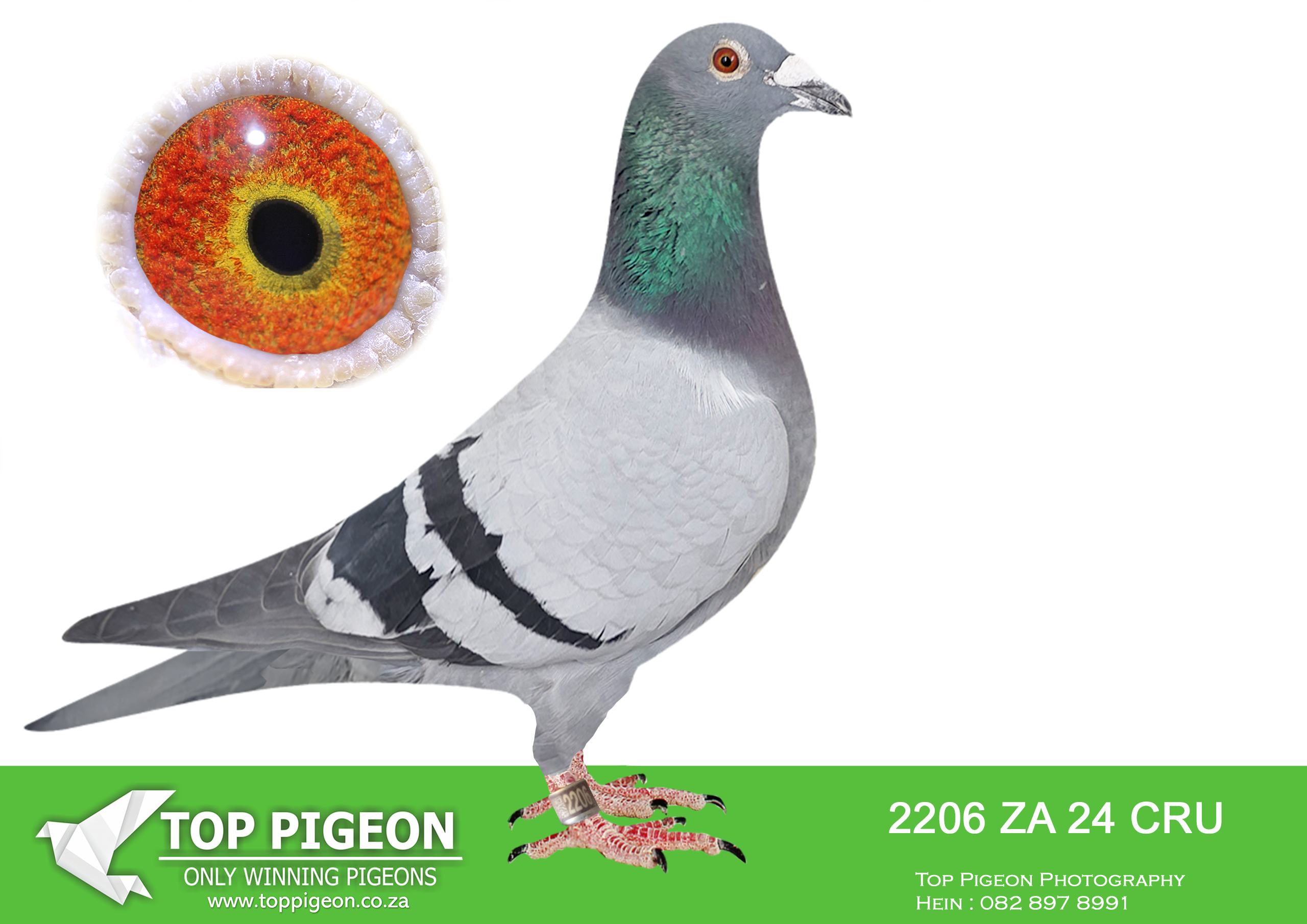 LOT 74 BOTHA LOFTS – 2206 ZA 24 CRU -SAME BRED SOLD FOR R33 000.00 ON TOPPIGEON—-SIRE:1782 ZACRU 21. DU PREEZ & DEETLEFS.(SIRE AND DAM SOLD FOR R580 000.00) THIS COCK IS A FULL BROTHER TO TURBO KITTEL OF BARNIE AND JOHN.TURBO KITTEL WAS THE BEST PIGEON IN SA WINNING 8 SANPO GOLD MEDALS. ——–DAM:1502 ZA CRU 21.BRED FOR STOCK. THIS IS BRED OUT OF “HOPE” . “HOPE HAS WON THE BAKKIE RACE DINOKENG 2020.SEE PEDIGREE!!