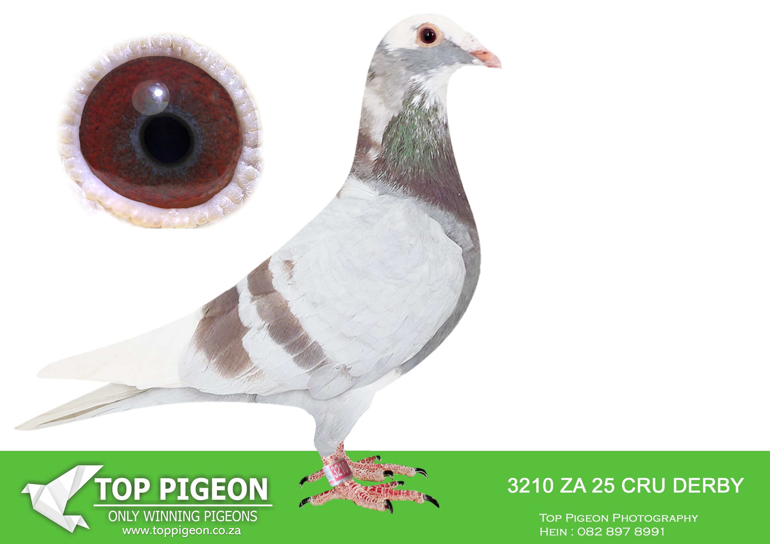 .LOT 6 BOTHA LOFTS – 3210 ZA 25 CRU DERBY -SIRE:9422 PRPC 19.SUPER BIRD! 2 UNION WINBURG; 2 UNION SPRINGFONTEIN. NEST MATE 9419/19, BLOEMFONTEIN 1, WINNER, 3 BEST OPEN BIRD, 4 OVERALL PWDU AND BRED 3RD MARLBANK FINAL – WON R100K. BRED BOTHA 44/23, WON ALL 4 PWDU BABY RACES. 3 WINBURG, 8 HANOVER AND 10 SMITHFIELD. SISTER 55/23 BRED BAR-ZA-LONA EQUAL 1ST————DAM:427 ABL 21 MEAL ALWYN BESTER EXCELLENT GENETICS OF KITTEL AND CONCORDE FROM ALWYN BESTER. F/BRO 426/21 BRED 3RD MARLBANK FINAL 25′, 2028/24, WON R100 000 FOR BOTHA LOFT.SEE PEDIGREE!!!!