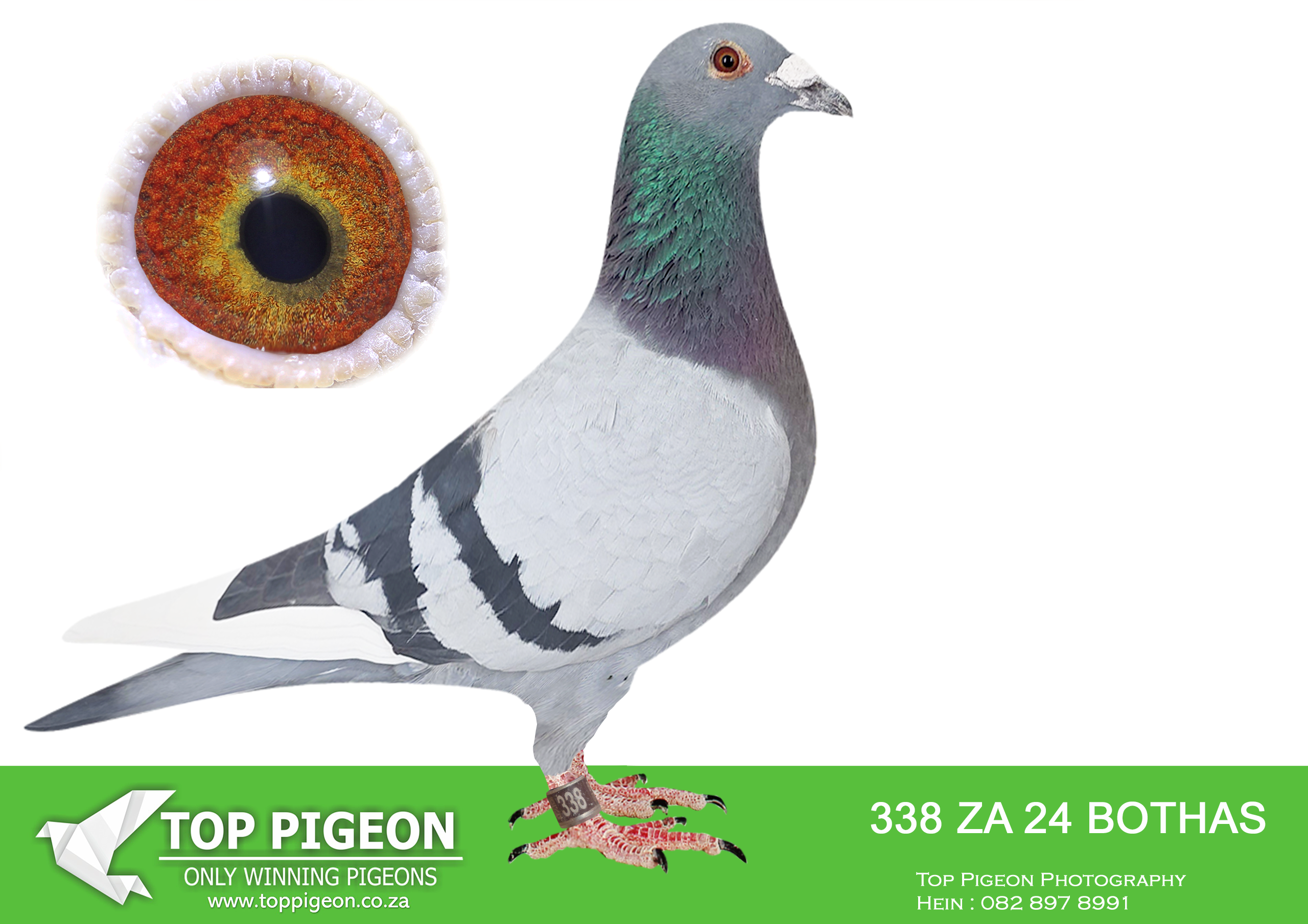 LOT 55 BOTHA LOFTS – 338 ZA 24 BOTHAS -SIRE:10526 ZA 16. DEAN JOOSTE.DEAN JOOSTE “EGGS” GIFT. EXCELLENT BREEDER. BRED 82529/18. UNION WINNER. 7X TOP 23 PWDC. 2ND YB PWDC ’19. 1ST OVERALL 1ST YB POINTS & COEF. 1ST SHORT, 2ND MIDDLE COEF. CRUSADERS. BRED “MINDY” BOTHA 70/22, 4TH DINOKENG BAR-ZA-LONA (EQUAL 1ST) AND 3RD BIG MONEY RACE. WON R70 000.1240/21 UNION WINNER,———–DAM:06616 ZA 15 BCP Du Preez&Deetlefs BOUGHT FROM DU PREEZ & DEETLEFS. BRED “FURIOUS”, 2019 DINOKENG, BLOEMFONTEIN 1 WINNER. BRED 82529/18 UNION WINNER,1ST OVERALL POINTS AND COEF., 1ST YB POINTS AND COEF., 1ST SHORT COEF., 2ND MIDDLE COEF. IN CRUSADERS. 2ND YB 19′ PWDC. 24509/17 VILLIERIA 18′ BS WINNER R45K. 1240/21 UNION WINNER.SEE PEDIGREE!!!!