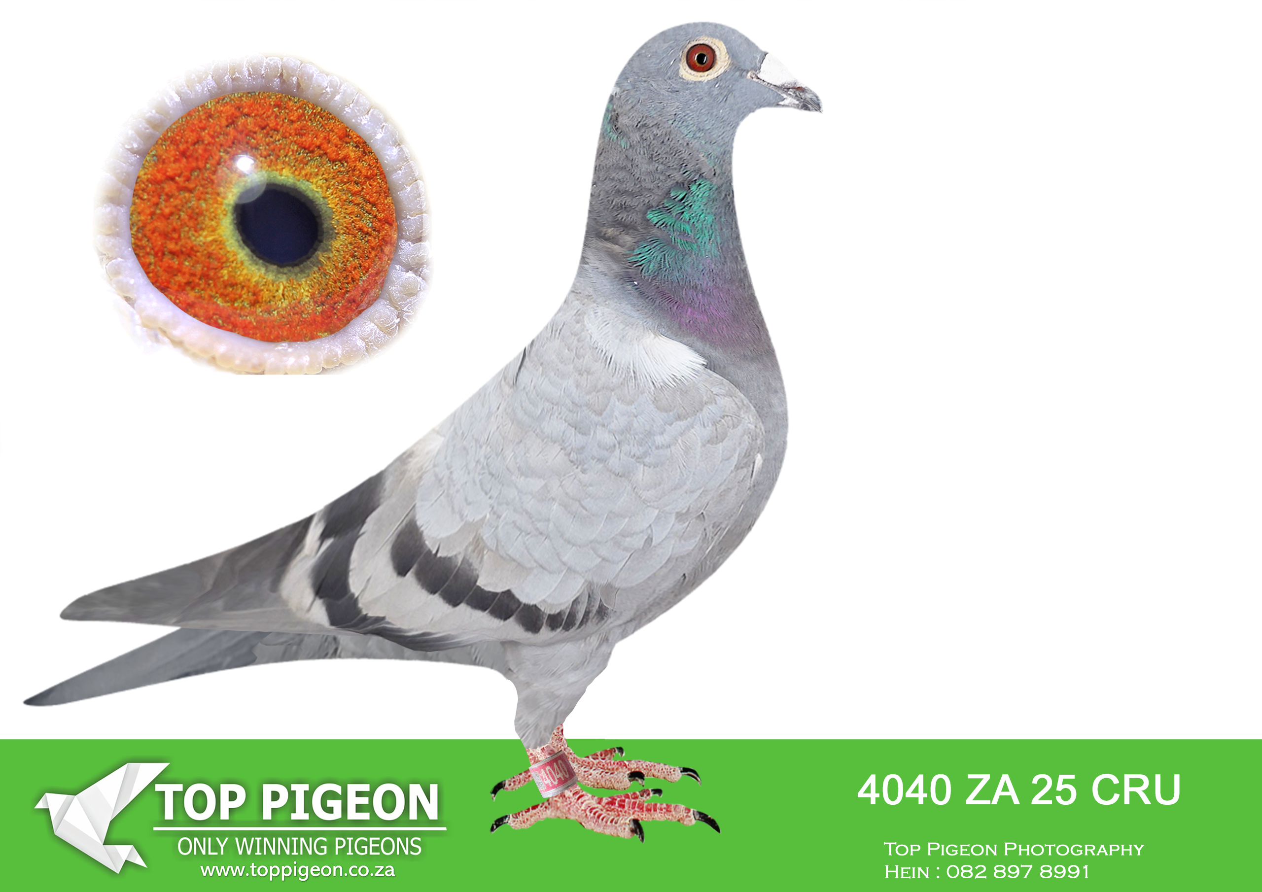 .LOT 3 BOTHA LOFTS – 4040 ZA 25 CRU -SIRE:596 BOTHAS 24. SIRE WERE SOLD FOR R36000.00 AND DAM WERE SOLD FOR R109 000.00. DAM IS BRED FROM SIRE TO TURBO KITTEL MATED TO GRANDMOTHER TO “BLUE MOON” DINOKENG ACE BIRD AND FINAL RACE WINNER AND WERE SOLD FOR R400 000.00———–DAM:593 BOTHAS 24. DAM IS 5 X TIMES WINNER IF ENTERD AT SANPO MEDALS SILVER OVERALL – BEST BIRD SHORT DISTANCE UNION – 2ND BEST BIRD UNION – 2ND BEST BIRD YEARLING – SUPER RACER – 1 X 2ND – 2 X 3RD – 1 X 4TH .SEE PEDIGREE!!!!