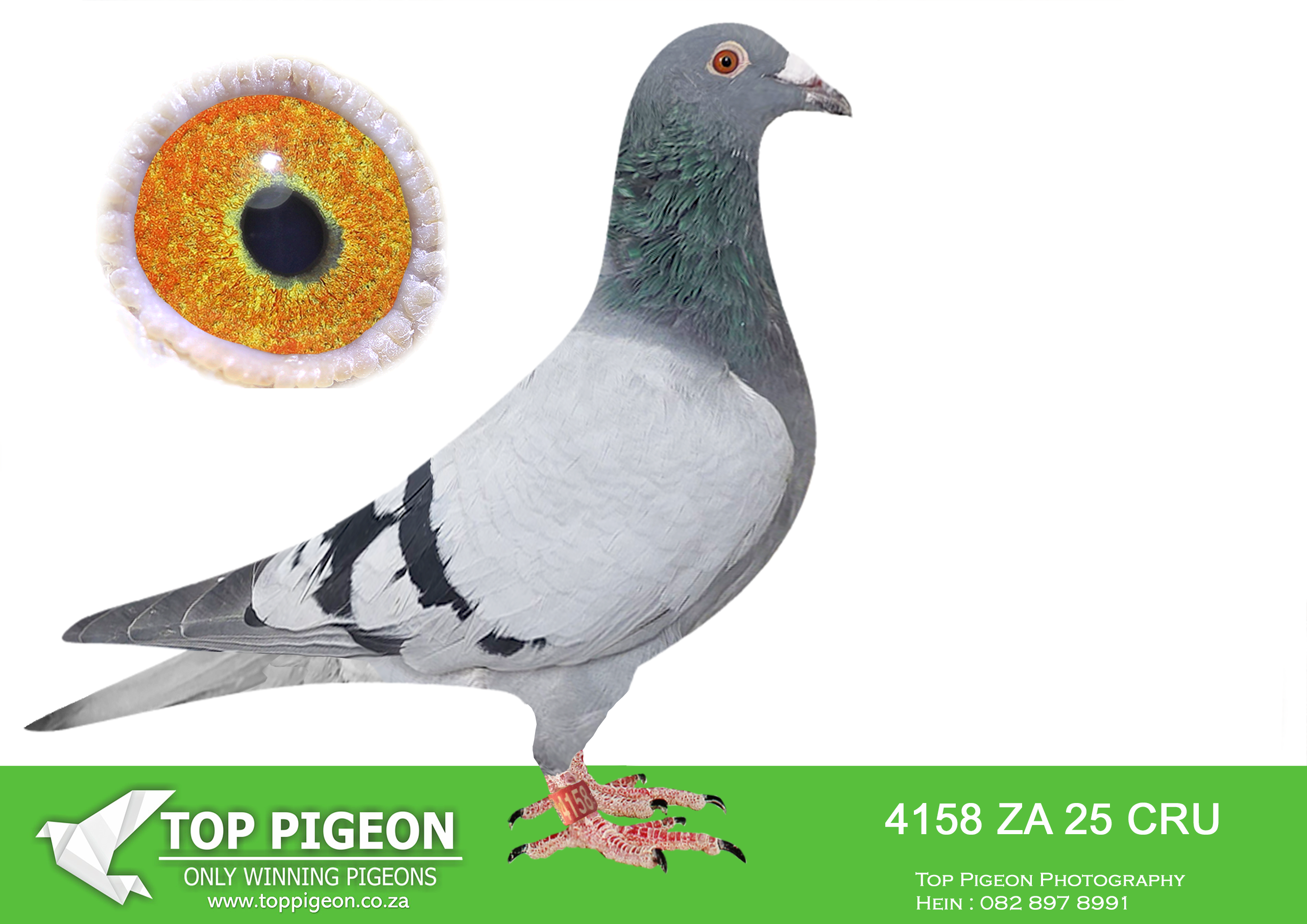 LOT 67 BOTHA LOFTS – 4158 ZA 25 CRU -SIRE:777 J&B 24. DU PREEZ & DEETLEFS.SIRE IS 4152 – SOLD FOR R24,000.00 2 X WINNER SCORED 8 X CLUB 2021 BEST BIRD CLUB – BEST OPEN BIRD CLUB – BEST LONG DISTANCE BIRD CLUB-SCORED 8 X TIMES CLUB 2022 (SUPER RACER – SISTER 19-4104 – 2 X WINNER).————DAM:593 BOTHAS 24.DAM IS 2353 – SOLD FOR R21,000.00 5 X TIMES WINNER IF ENTERD AT SANPO MEDALS SILVER OVERALL – BEST BIRD SHORT DISTANCE UNION – 2ND BEST BIRD UNION – 2ND BEST BIRD YEARLING – SUPER RACER – 1 X 2ND – 2 X 3RD – 1 X 4TH .SEE PEDIGREE!!!!