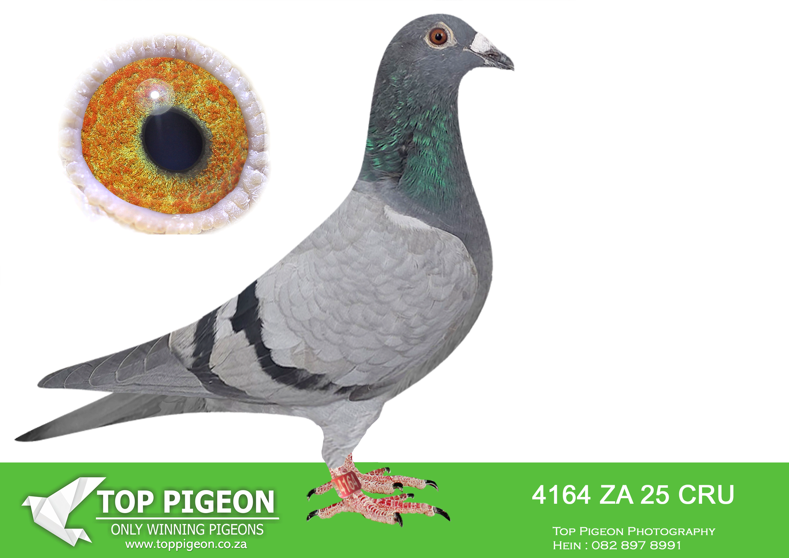 LOT 46 BOTHA LOFTS – 4164 ZA 25 CRU -SIRE:777 J&B 24. DU PREEZ & DEETLEFS.SIRE IS 4152 – SOLD FOR R24,000.00 2 X WINNER SCORED 8 X CLUB 2021 BEST BIRD CLUB – BEST OPEN BIRD CLUB – BEST LONG DISTANCE BIRD CLUB-SCORED 8 X TIMES CLUB 2022 (SUPER RACER – SISTER 19-4104 – 2 X WINNER).————DAM:593 BOTHAS 24.DAM IS 2353 – SOLD FOR R21,000.00 5 X TIMES WINNER IF ENTERD AT SANPO MEDALS SILVER OVERALL – BEST BIRD SHORT DISTANCE UNION – 2ND BEST BIRD UNION – 2ND BEST BIRD YEARLING – SUPER RACER – 1 X 2ND – 2 X 3RD – 1 X 4TH .SEE PEDIGREE!!!!