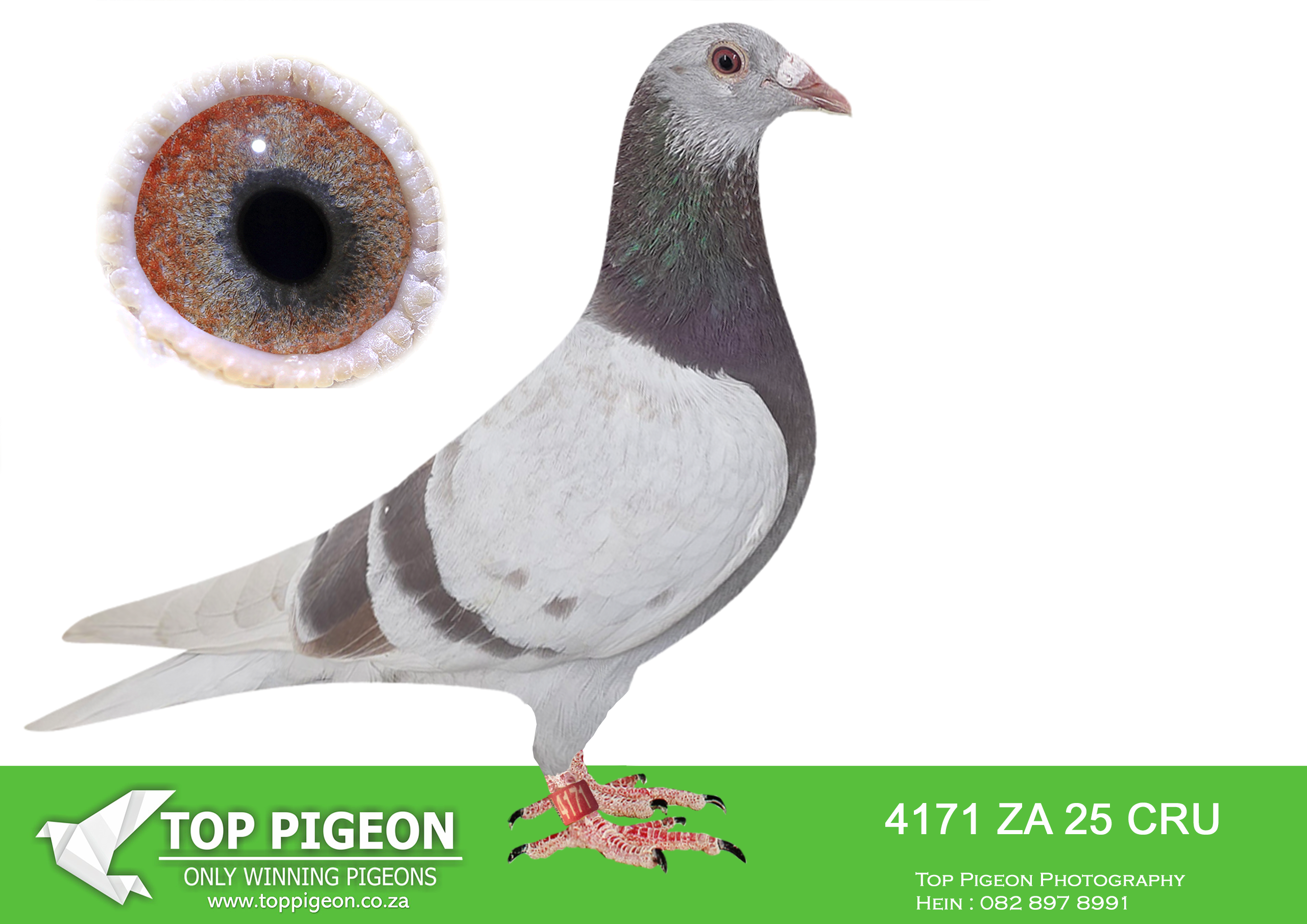 .LOT 1 BOTHA LOFTS – 4171 ZA 25 CRU -SIRE:1782 ZACRU 21. DU PREEZ & DEETLEFS.(SIRE AND DAM SOLD FOR R580 000.00) THIS COCK IS A FULL BROTHER TO TURBO KITTEL OF BARNIE AND JOHN.TURBO KITTEL WAS THE BEST PIGEON IN SA WINNING 8 SANPO GOLD MEDALS. ——–DAM:573 BOTH 24. MEAL . BOTHA LOFTS.DAM IS FULL SISTER TO “FIVE STAR” AFRIKAPRO GREEN JACKET WINNER FOR ALWYN BESTER. WON R1 000 000. BRED FROM DIRK VAN DEN BULCKS KITTEL AND THE FAMOUS 810 SABLON COCK LINES.SEE PEDIGREE!!!