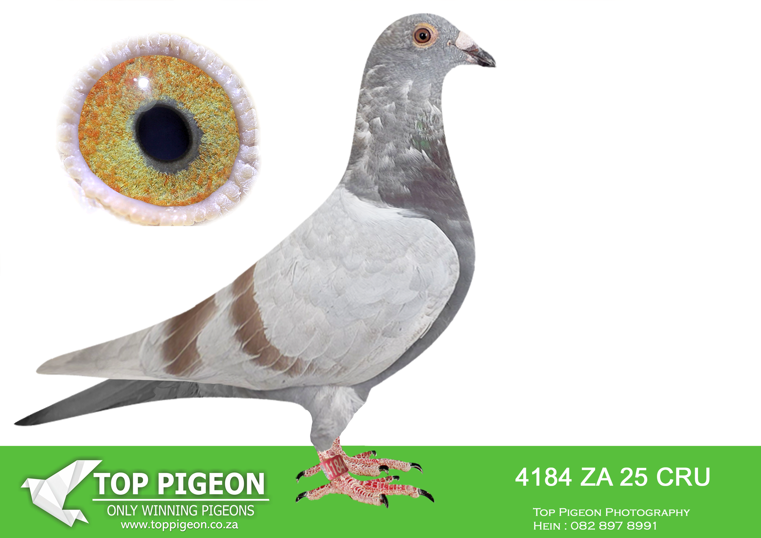 LOT 73 BOTHA LOFTS – 4184 ZA 25 CRU -SIRE:595 BOTHAS 24.BOTHA LOFTS. BRED FROM BROTHER AND SISTER MATING. RELATED TO WINNERS/COMBINE WINNERS/ACE PIGEONS.———-DAM:3108147 BE 24. MEAL SIRE SOLD FOR R101 500.00 AND SISTER BRED 8X SANPO MEDAL WINNER SISTER ABL -20 167 – BRED 14 WINNERS SISTER ABL -20 168 – BRED 7 WINNERS,SEE PEDIGREE!!!!