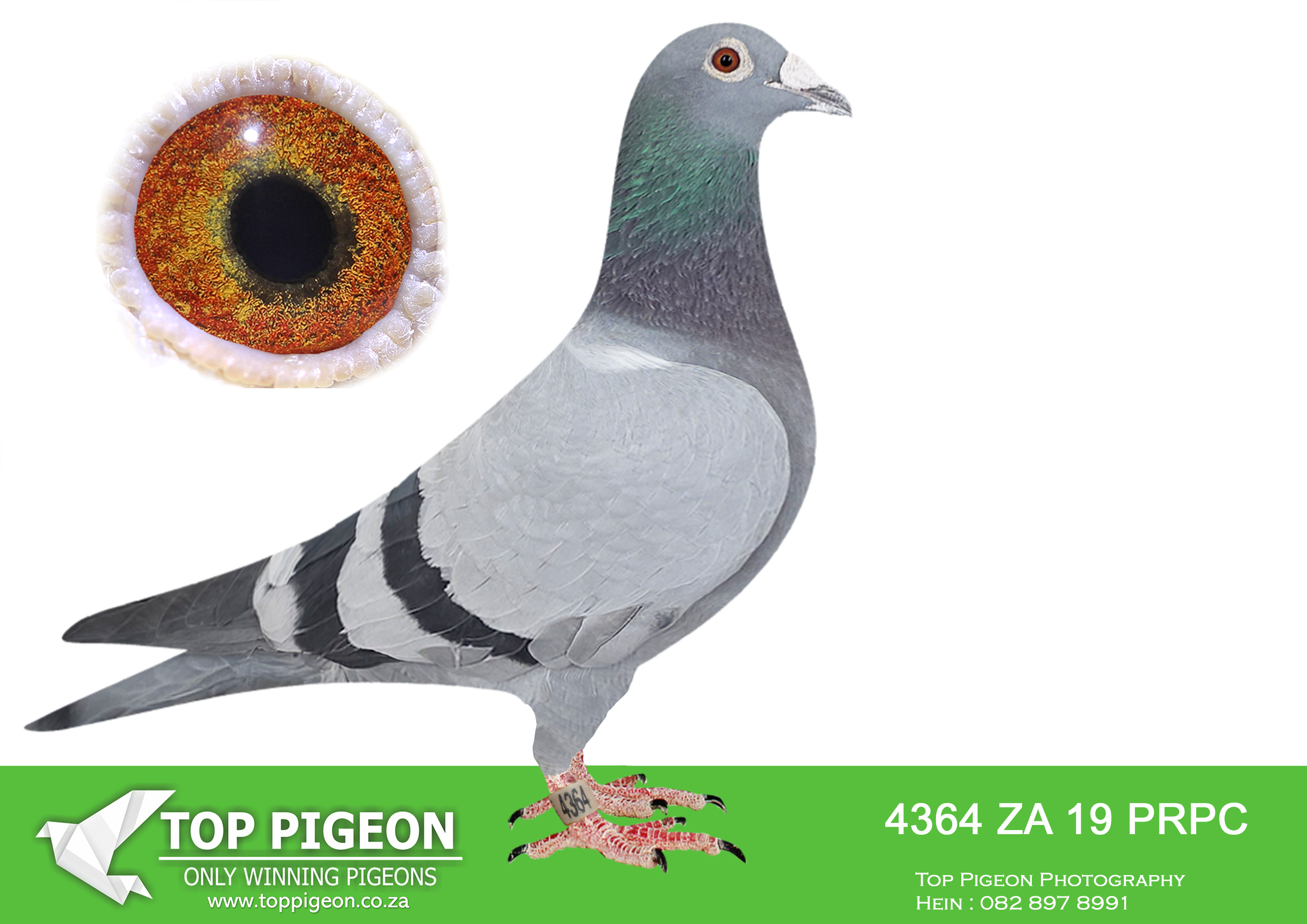 LOT 79 BOTHA LOFTS – 4364 ZA 19 PRPC -SIRE:08223 ZA 15. BOTHA LOFT.SUPER RACER AND BREEDER. 9X TOP 27 PWDC; BEST BIRD, 1ST 2YO; 3RD OVERALL; 3RD OPEN, 5(4)’S/DISTANCE IN PRETORIA. PARENTS SOLD FOR R250K; 2(2) GARIEP,6(6)RICHMOND,7(3)WINBU RG,7(6)ALIWAL-NOORD,13(4)WINBU RG,22(16)COLESBERG, 24(19)REDDERS., 26(22)BLOEM. , 27(22)BLOEM., 47(31)VIC-WES.————DAM:03009 ZA 13 HAP KOPPIE BB DU PREEZ & DEETLEFS BRED 2017 3RD DINOKENG BARZALONA PIGEON “ATHENA” WITH ONLY 14 PIGEONS BACK ON THE DAY. THE NEST MATE, 03288 ZA 16 WAS 9TH BEST AVERAGES AT CARNIVAL WINTER RACE AND 32ND ON MAIN RACE 2017.SEE PEDIGREE!!!
