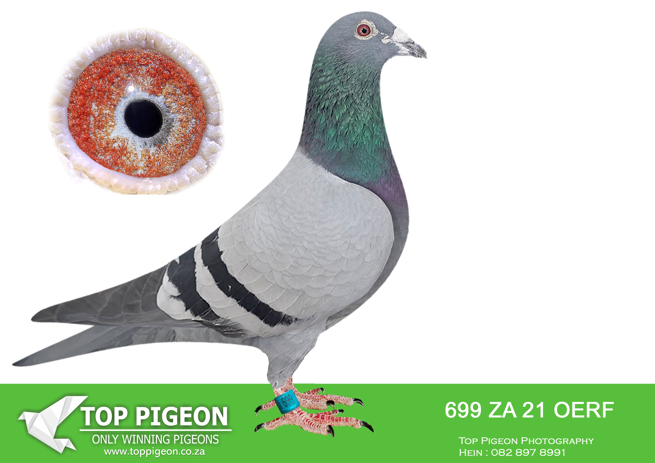 .LOT 6 WACKEY WEDNESDAY – ZA 21 OERF 699 -SIRE VPU 18 ZA 7070 – “Rock Me Over” A powerful M. Ganus bred cock carrying some of the finest South African One Loft Race genetics. He is a full brother to JJJ 18 ZA 093 “Full Bro 7th SCMDPR 2018”, a direct descendant of the famous Oracle × All Over mating. This family produced multiple finalists, ace pigeons and grand average performers at the Sun City Million Dollar Pigeon Race (SCMDPR).————DAM ZA 19 OOA 468 – “Luke x Nina Dam of Loft” An exceptional hen bred from the highly successful Luke Donald and Nina family, combining some of the strongest Ganus and Oswald bloodlines available in South Africa.SEE PEDIGREE!!!