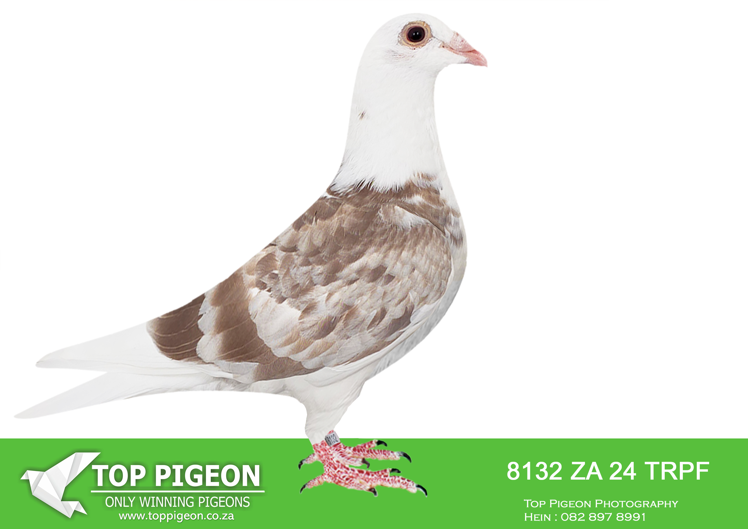 .LOT 1 MCDERMOTT LOFTS – ZA 24 TRPF 8132 -SIRE:ZA-2024-ABL-1413 Alwyn Bester Red Best genetics from “Best Kittel” and “Kittel” **”Angelina”** Golden Breeder!!! Full sister to “Kittel” and “Gold Dust” One of the best breeding sisters in the world. 3 generations offspring to “Angelina” won: • 1. Nat. Ace Young 2021 “De Allerbeste” • 3. Nat. Ace Middle Dist. 2017 “De Allerbeste”———–DAM:ZA-2022-CRU-1267 Du Preez & Deetlefs.A medium size, super balanced beautiful young breeder! You will find the best of Dirk Van Den Bulck “Banksy” “Double Rosita” “Dubbele Kittel” and “Greipel” in her genetics! 75% Inbred Kittel and 25% Inbred Tom Lock!SEE PEDIGREE!!!