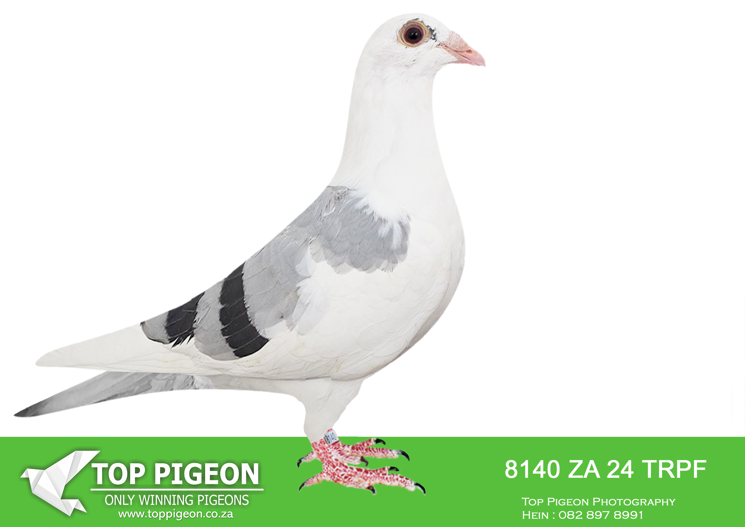 .LOT 3 MCDERMOTT LOFTS – ZA 24 TRPF 8140 -SIRE:ZA-2025-GPU-3303 Saipr Breeding. KITTEL. DAM IS Andy Quirke Bont Stunning blue pied hen with a potent mix of hardcore sprint blood.————-DAM:ZA-2024-TRPF-2788 Mc Dermott Lofts.DIRK VAN DEN BULCK / JACO BUCKLE.SEE PEDIGREE!!!