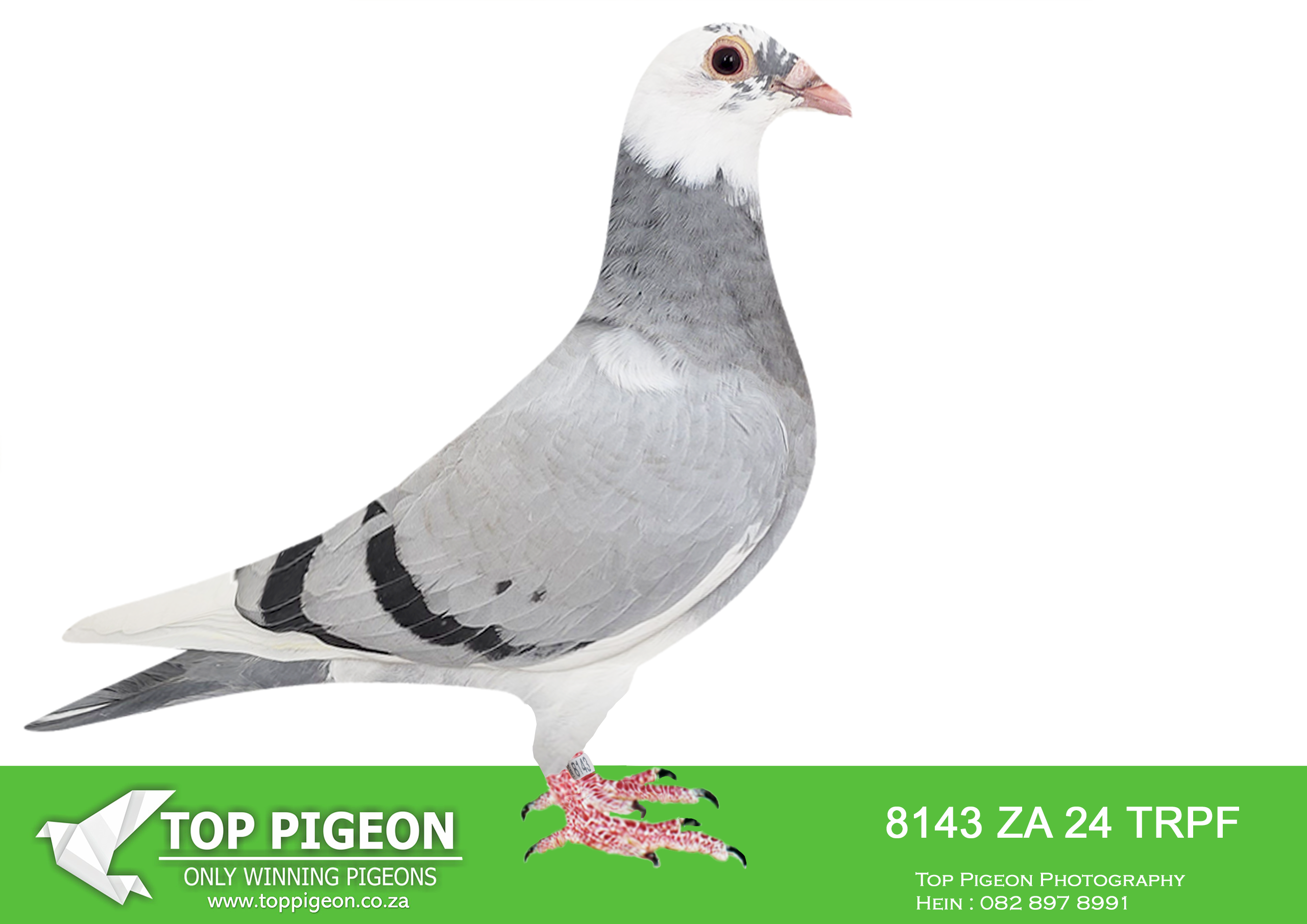 .LOT 7 MCDERMOTT LOFTS – ZA 24 TRPF 8143 -SIRE:ZA-2021-GPU-12863 Mc Dermott Lofts Kittel Bont Super Kittel Genetics! “Jardin” Daughter “Greipel” “Konica” Brother “Olympic-Rosita” “Son Vince” Inbred to “Kittel” “Double Rosita” “Dubbele Kittel” =============DAM:ZA-2024-OP-9311 Mc Dermott Lofts.Her father is a full brother “Turbo Kittel” • 1e Ace Pigeon FCI in the World!!!! • 5x Winner in his first year. • 1e Ace Bird Overall South Africa.SEE PEDIGREE!!!