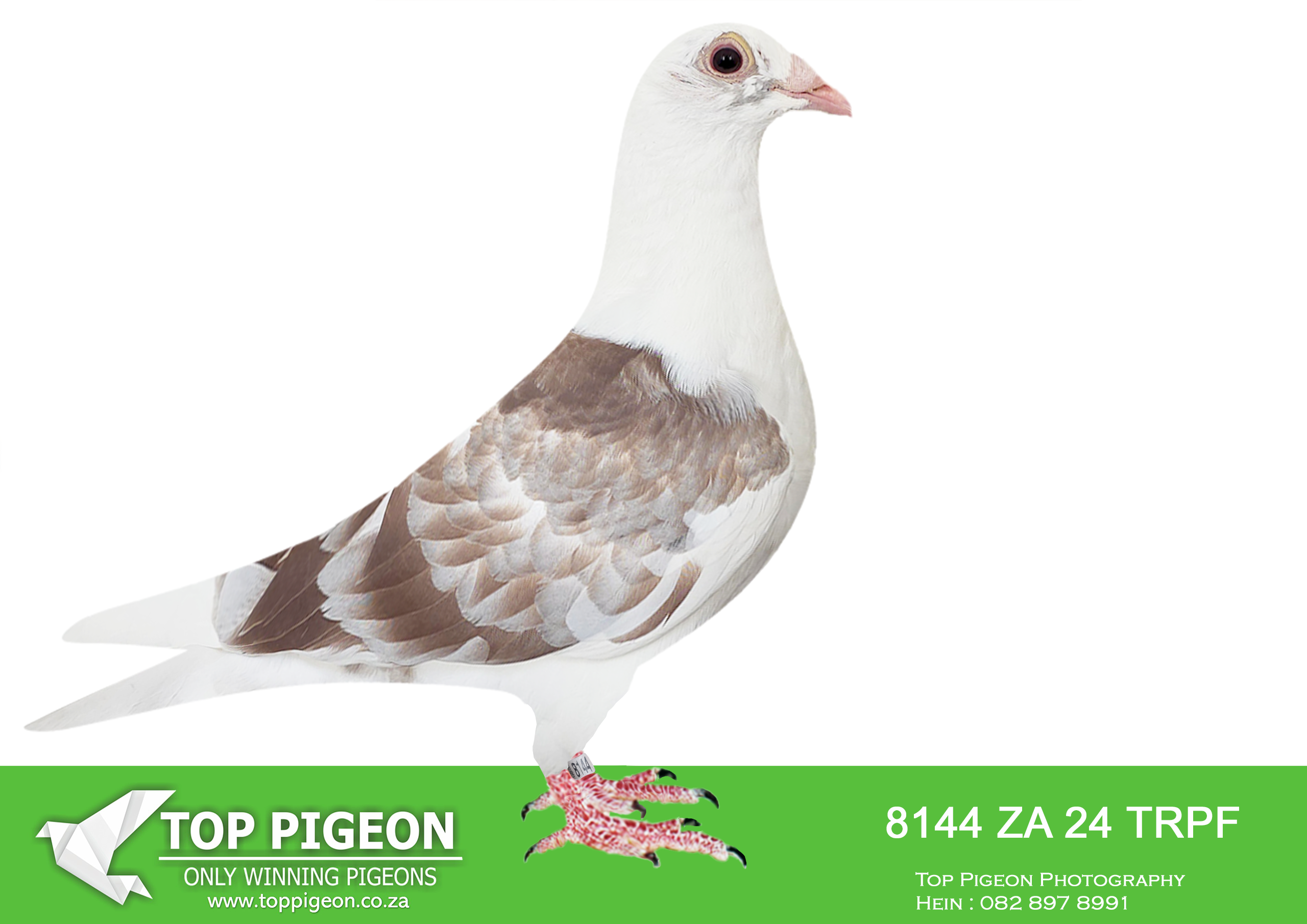 .LOT 4 MCDERMOTT LOFTS – ZA 24 TRPF 8144 -SIRE:ZA-2021-GPU-12863 Mc Dermott Lofts Kittel Bont Super Kittel Genetics! “Jardin” Daughter “Greipel” “Konica” Brother “Olympic-Rosita” “Son Vince” Inbred to “Kittel” “Double Rosita” “Dubbele Kittel” =============DAM:ZA-2024-OP-9311 Mc Dermott Lofts.Her father is a full brother “Turbo Kittel” • 1e Ace Pigeon FCI in the World!!!! • 5x Winner in his first year. • 1e Ace Bird Overall South Africa.SEE PEDIGREE!!!