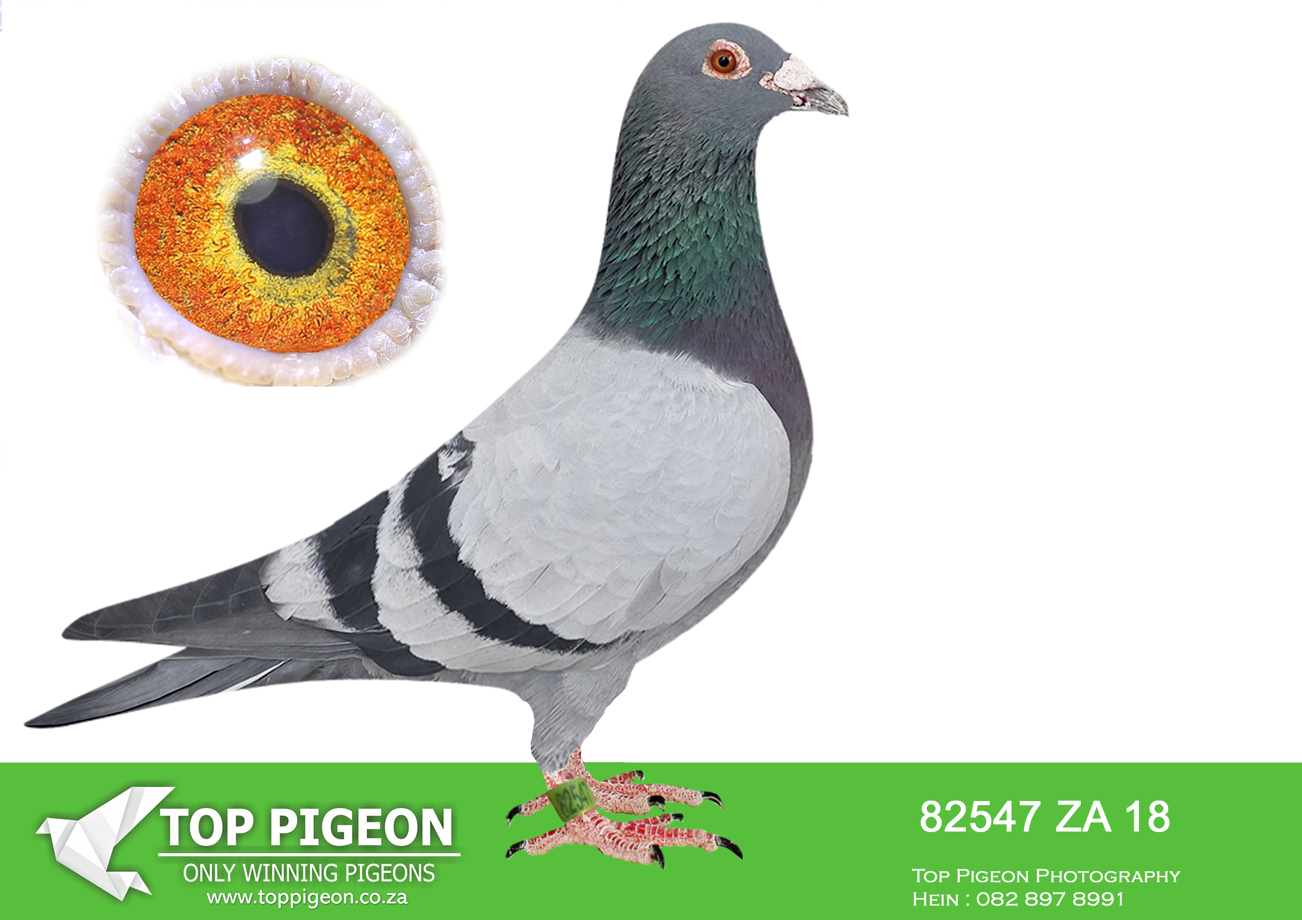 LOT 57 BOTHA LOFTS – 82547 ZA 18 -SIRE:00640 ZA 15. BRED FURIOUS BLOEMFONTEIN HOTSPOT WINNER DINOKENG.———–DAM:06616 ZA 15. BOUGHT FROM DU PREEZ & DEETLEFS. BRED DINOKENG HOTSPOT WINNER. BRED UNION WINNER. BRED CRUSADERS BREEDERSTAKES WINNER OF R45000.00.SEE PEDIGREE!!!!