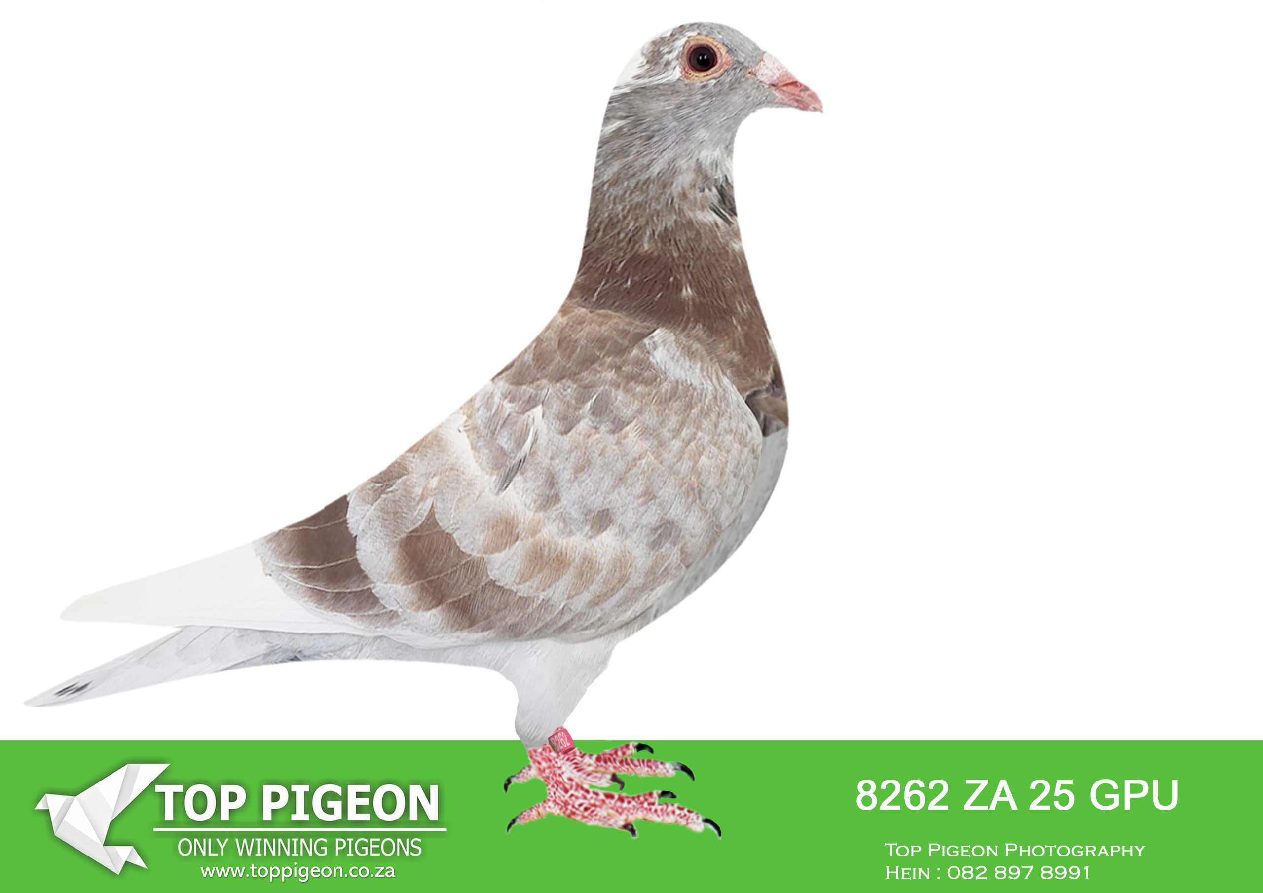 .LOT 5 MCDERMOTT LOFTS – ZA 25 GPU 8262 -SIRE:ZA-2024-ABL-1413 Alwyn Bester Red Best genetics from “Best Kittel” and “Kittel” **”Angelina”** Golden Breeder!!! Full sister to “Kittel” and “Gold Dust” One of the best breeding sisters in the world. 3 generations offspring to “Angelina” won: • 1. Nat. Ace Young 2021 “De Allerbeste” • 3. Nat. Ace Middle Dist. 2017 “De Allerbeste”———–DAM:ZA-2022-CRU-1267 Du Preez & Deetlefs.A medium size, super balanced beautiful young breeder! You will find the best of Dirk Van Den Bulck “Banksy” “Double Rosita” “Dubbele Kittel” and “Greipel” in her genetics! 75% Inbred Kittel and 25% Inbred Tom Lock!SEE PEDIGREE!!!