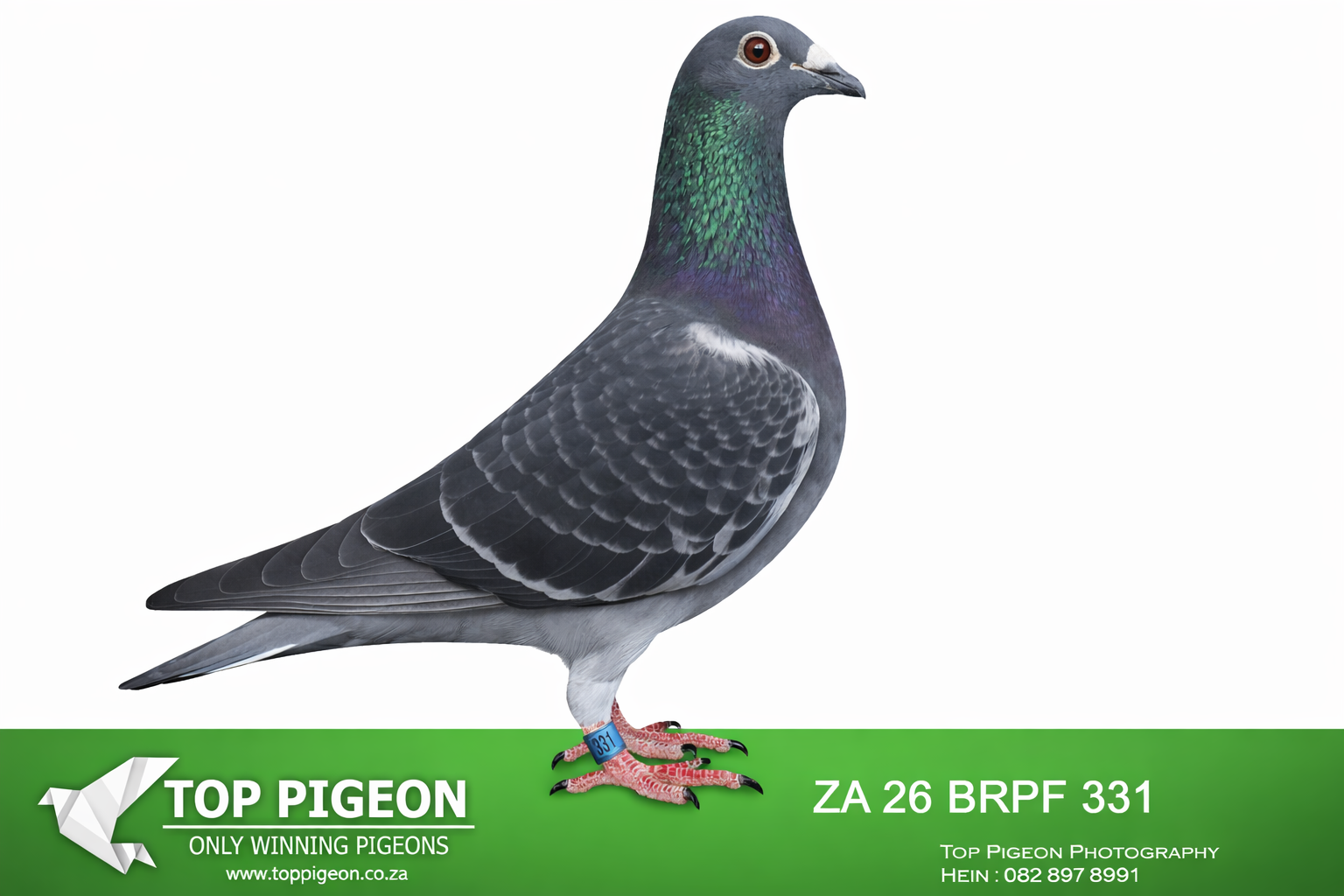 .LOT 3 R.A.M ANNANDALE – ZA 26 BRPF 331 -SIRE:SANPO-18-92962 C “BLACK ENERGY” Hendrik Huyser –SUPER BREEDER =>: ** SIYA LATER ** AFRIKAPRO 2025: 8/2.550p 280KM 36/2.600p 240KM 51/1.691p 383KM 59/1.964p 480KM.————DAM:SANPO 17-35722 “GOLDEN GEM” – Die Huysers An elite breeding hen from the famous Die Huysers family and a direct daughter of “Mr. Gold”, one of the most influential breeders in South African pigeon racing. “Golden Gem” is a proven producer of winners and ace pigeons, descending from generations of National Ace performers including Mr. Gold, Bianca, and the celebrated Twenty One family. Her pedigree is packed with exceptional race performances, including multiple top federation positions and National Ace titles. Through her offspring she continues to transmit class, intelligence, vitality, and race-winning ability, making her one of the cornerstone hens in the R.A.M. Annandale breeding program.SEE PEDIGREE!!!!