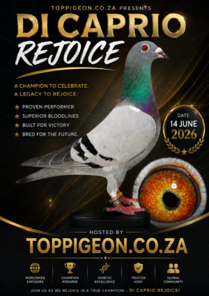 ACTIVE AUCTION - DI CAPRIO REJOICE -FROM 10 JUNE TO SUNDAY 14 JUNE 2026 (ENDING FROM 15:10)