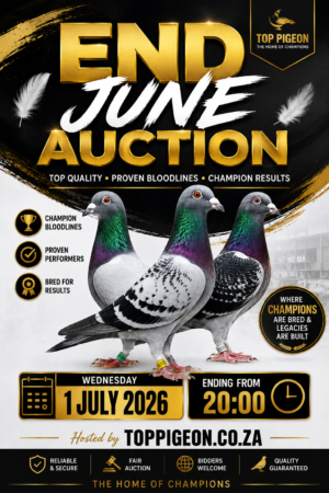 ACTIVE AUCTION - END JUNE - FROM 29 JUNE TO WEDNESDAY 1 JULY 2026 (ENDING FROM 20:00)