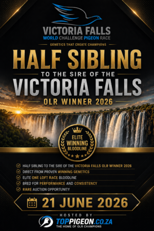 ACTIVE AUCTION - HALF SIBLING TO SIRE OF VICTORIA FALLS WINNER 2026 - FROM 17 JUNE 2026 TO SUNDAY 21 JUNE 2026 (ENDING FROM 14:15)