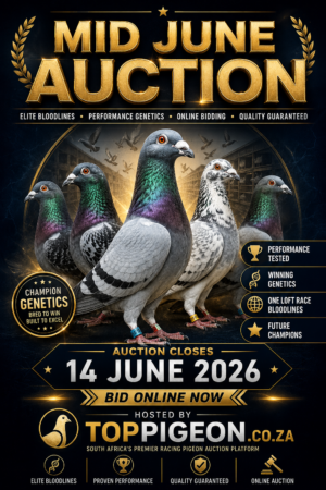 ACTIVE AUCTION - MID JUNE - FROM 12 JUNE TO SUNDAY 14 JUNE 2026 (ENDING FROM 17:00)