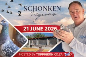 ACTIVE AUCTION - SCHONKEN PIGEONS - FROM 18 JUNE TO SUNDAY 21 JUNE 2026 (ENDING FROM 14:45)
