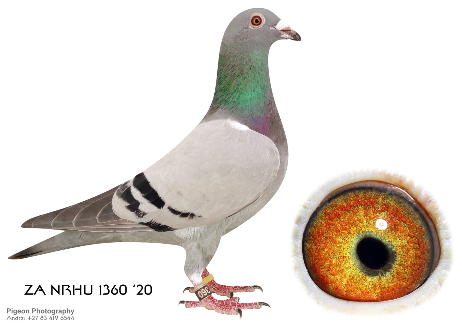 .LOT 1 DI CAPRIO REJOICE – ZA 20 NRHU 1360 – SIRE:41 DV 14 0204 “Golden Heart A” An exceptional Wilhelm Stoll-bred cock and a full brother to the famous “Hatatitla”, one of the most celebrated performers at the Million Dollar Pigeon Race, finishing 2nd Grand Averages behind Birdy. Golden Heart A is bred from a family renowned for producing elite One Loft Race performers and outstanding breeding pigeons. His sire, 195 DV 09 0204 “Hatatitla’s Father”, is the direct sire of Hatatitla, while the dam side traces to the influential “Caprice” family. This line is known for intelligence, endurance, and consistency, making Golden Heart A a valuable source of proven international winning genetics.————DAM:3069036 BE 14 “Going For Gold 9” A superbly bred hen carrying an elite combination of De Velghe-Verbesselt, Bak 17 Miss Joice, Leo Heremans and Olympiade bloodlines. She raced successfully at the Million Dollar Pigeon Race, scoring 36th position and 5th Grand Average, before proving herself as a breeder. Her pedigree contains legendary names including “Di Caprio”, “Olympic Sperwer”, “Jackpot”, and the famous Bak 17 Miss Joice family. This exceptional genetic package combines speed, class, and proven breeding power, making Going For Gold 9 a hen of tremendous value in any breeding loft.SEE PEDIGREE!!!