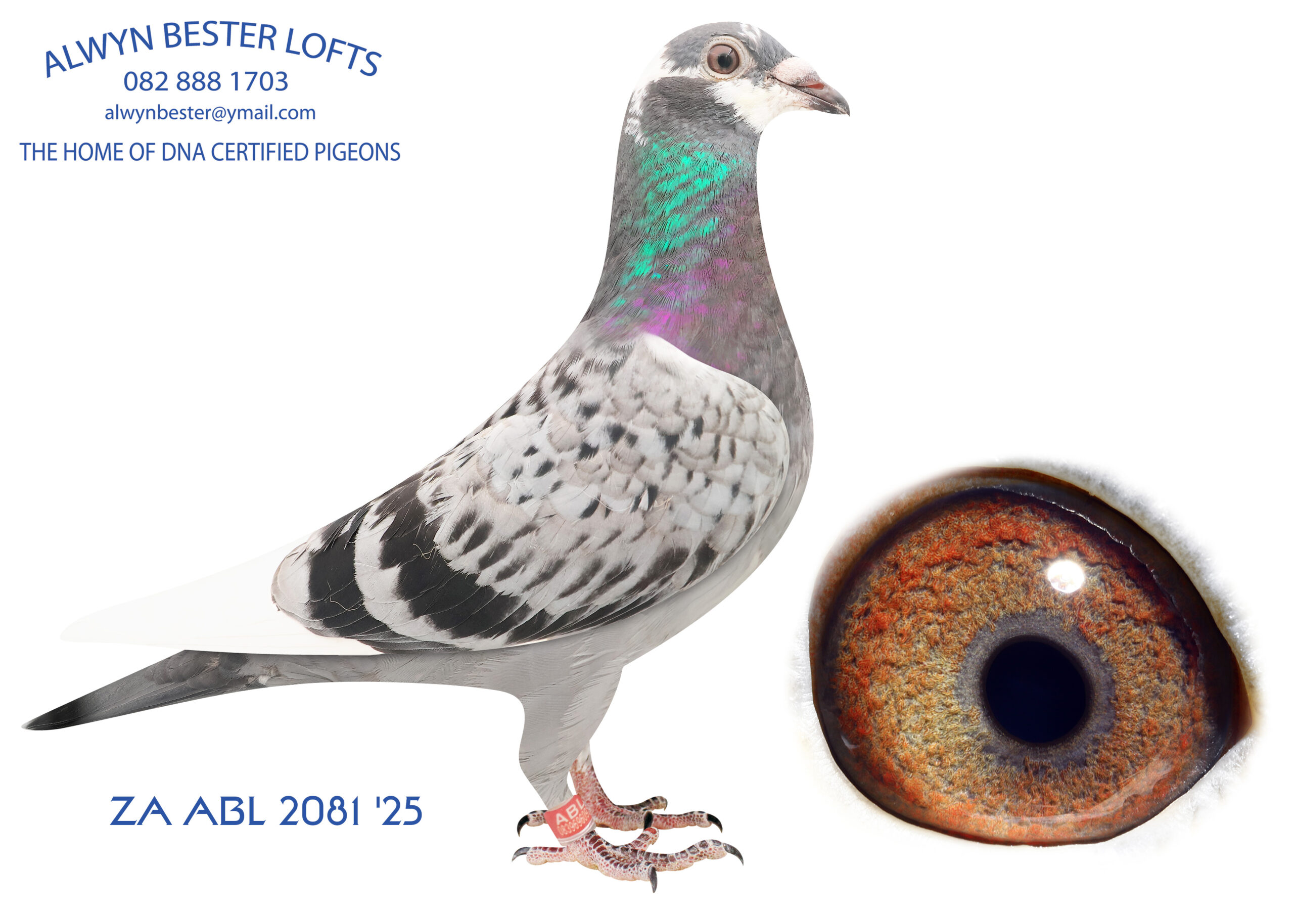 .LOT 2 ALWYN BESTER -ZA 25 ABL 2081 -SAME BRED SOLD FOR R25 000.00 ON TOPPIGEON ——SIRE: 8234391 NLD 22 . Alias “DOUBLE BEST KITTEL” Strain: KITTEL X BEST KITTEL Color: Red Check Pied DOUBLE GRANDSON BEST KITTEL X ANGELINA Best Kittel 1st National Ace KBDB Sprint Pigeon 2017 4th National Ace KBDB Sprint Pigeon 2016 Angelina Golden breeding hen and full sister to KITTEL and GOLD DUST.————DAM: 1254148 NLD 20. Alias “EXTREME KITTEL” Strain: Vd Bulck/Dehon-Demonseau Color: Blue Chequer W/f Her sire is a fantastic inbred son to Best Kittel. Best Kittel was mated to his own daughter which was bred from Best Kittel mated to his own mother. Her dam is ANGELINA, super full sister to KITTEL. EXTREME KITTEL is dam to; ZA ABL 804 2022 1st, 2nd Hotspot DINOKENG OLR 2022.SEE PEDIGREE!!!!