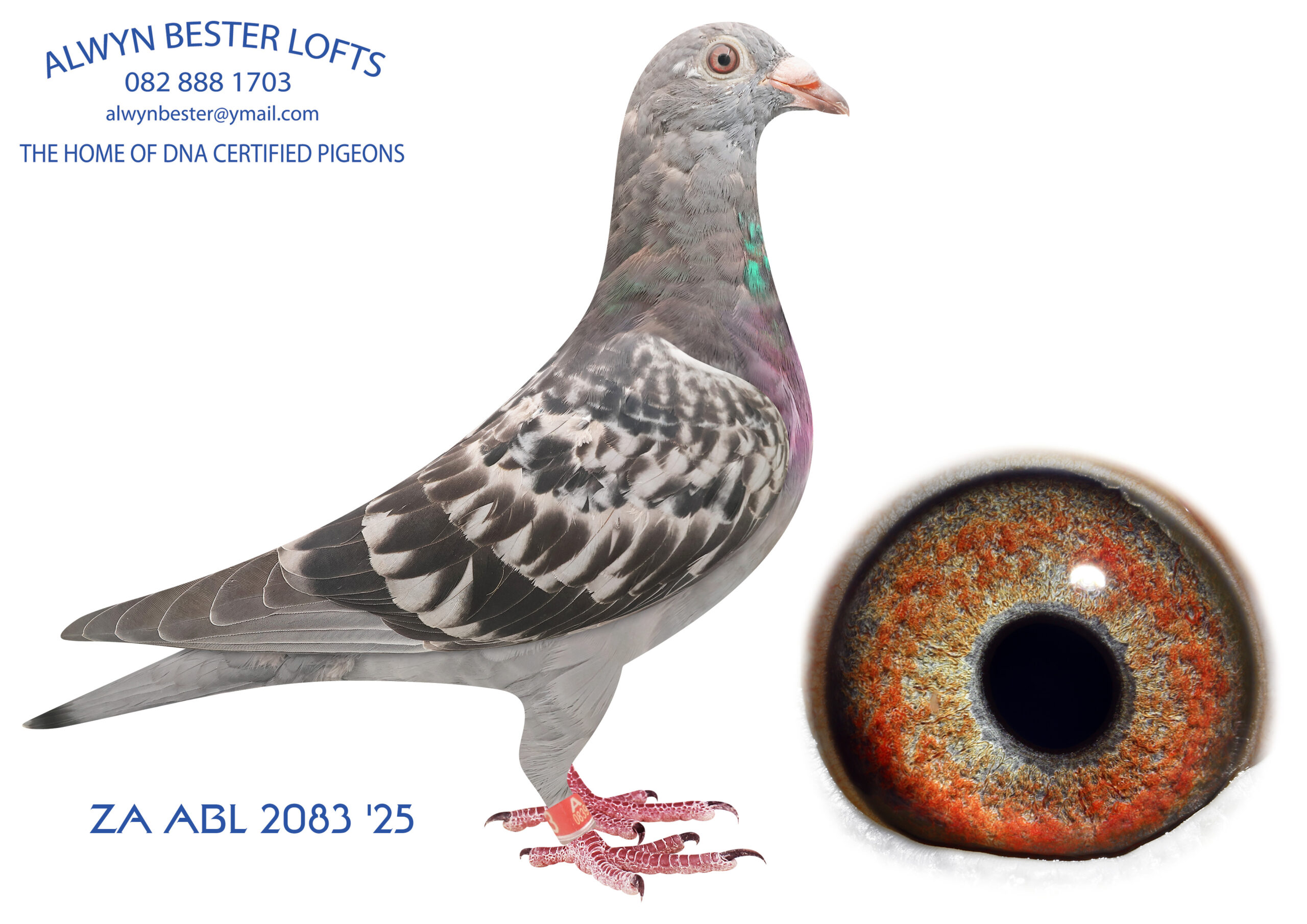 .LOT 1 ALWYN BESTER – ZA 25 ABL 2083 -SIRE:2006 ZA 25 ABL.Strain: Alwyn Bester Color: Blue Chequer Full brother to ZA ABL 604 2022, Gauteng Combine Winner Double Pretoria Union Winner Dam to PALACE PRINCE, the sire to Lara and Fiero, winners at AFRIKAPRO.———–DAM:1923 ZA 24 CRU .Strain: Alwyn Bester Color: Red Chequer Half brother and sister mating to one of the best breeding hens in my loft. She is also full sister to Golden TT. 1923 sire and dam are bred from the best breeding cocks as well. 694 bred the equal winner at SAIPR summer loft 2025 604 is a 3 x PWDU winner. 604 is dam to PALACE PRINCE , the sire to Lara and Fiero, winners at AFRIKAPRO.SEE PEDIGREE!!!